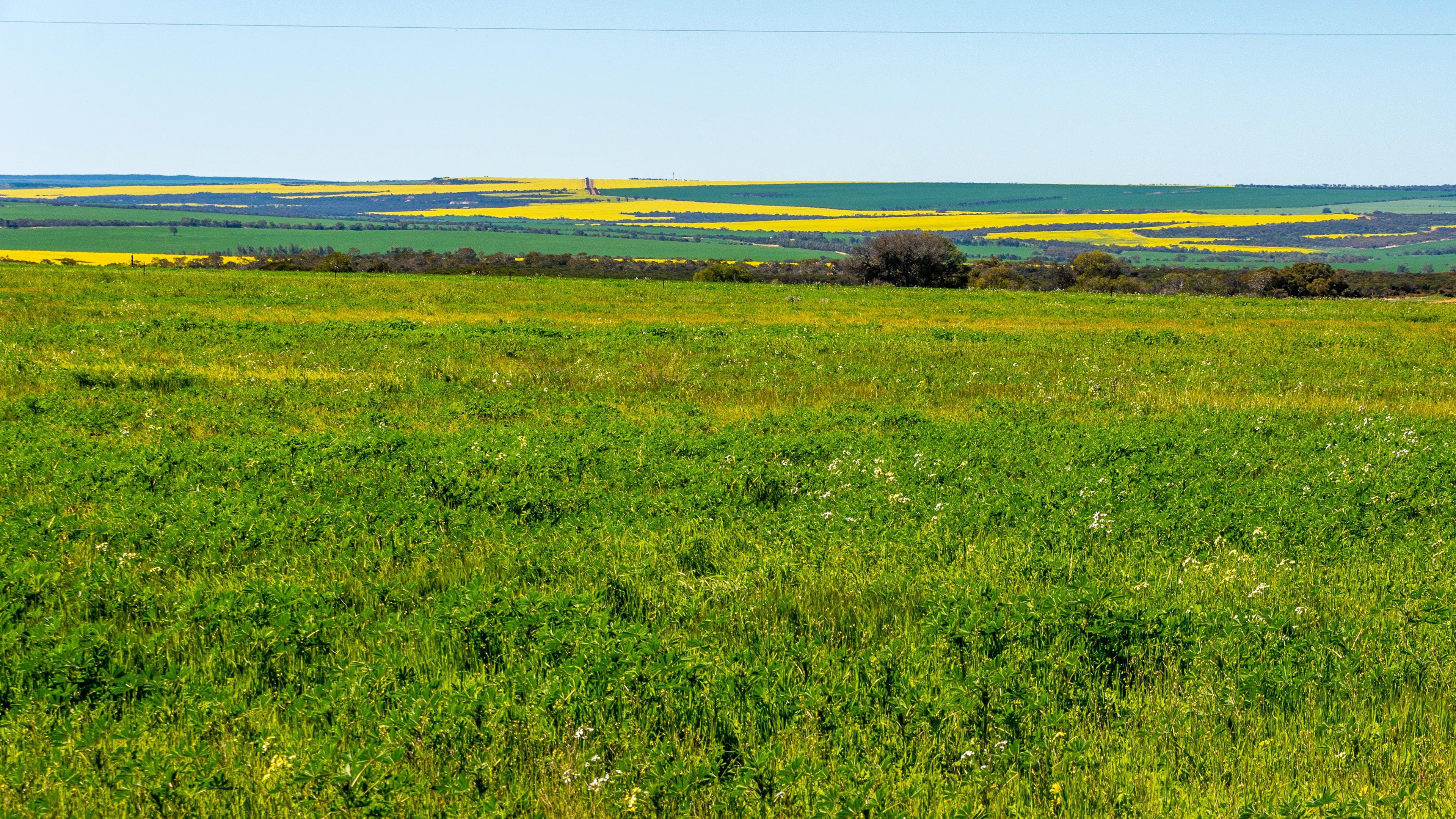 Fields of gold - canola crops