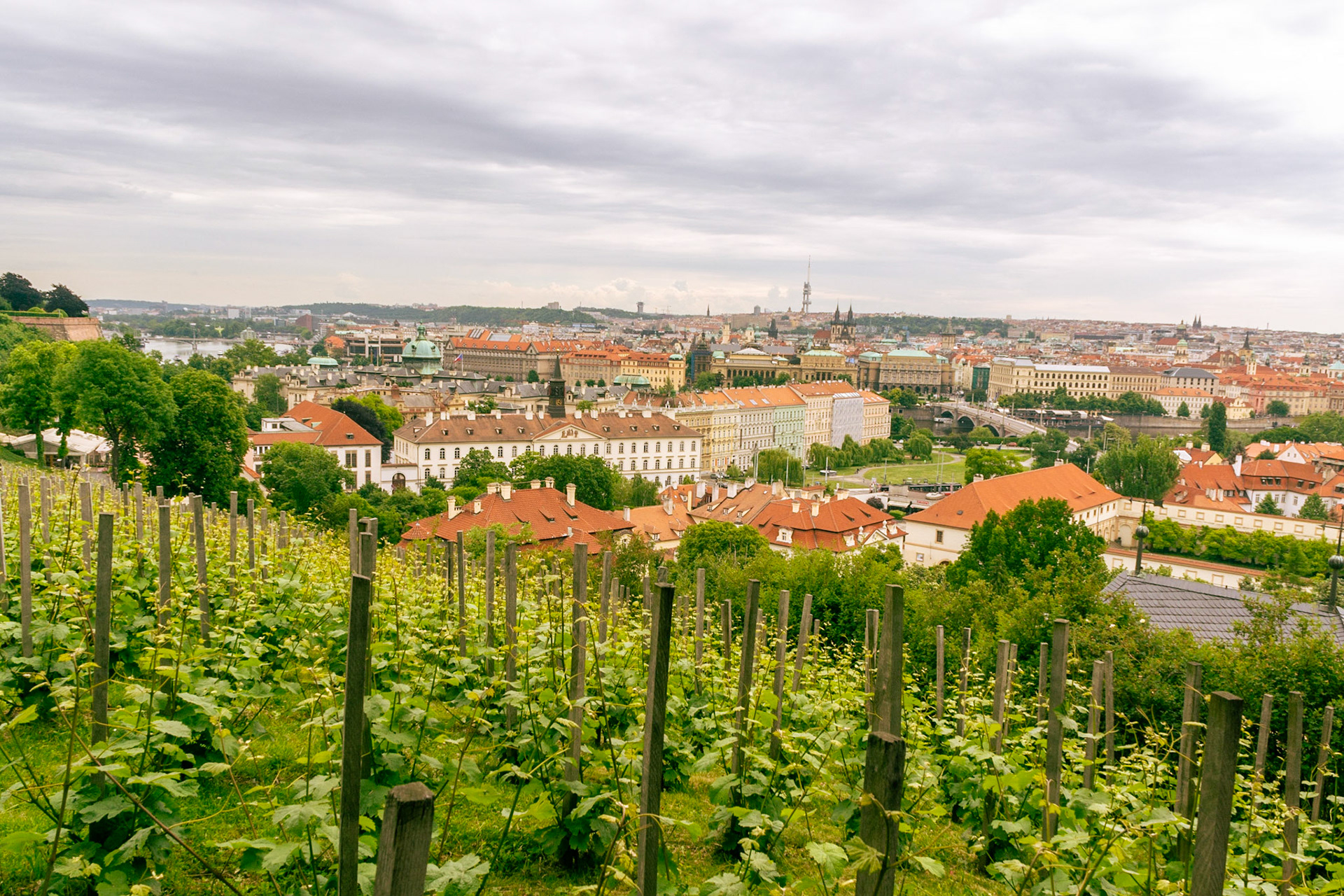 Looking over St Wenceslas vineyard to Prague and the Vltava valley