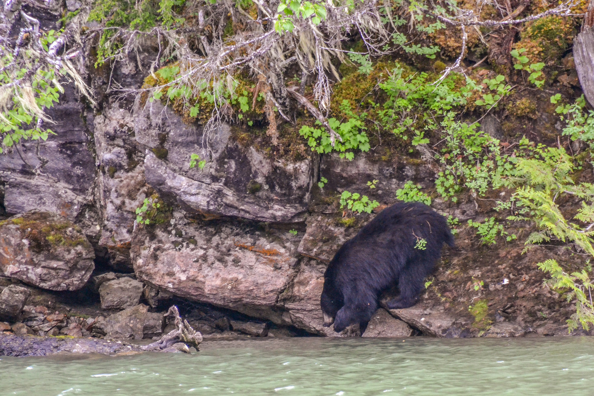 A Black Bear about to test the waters of the Blue River.