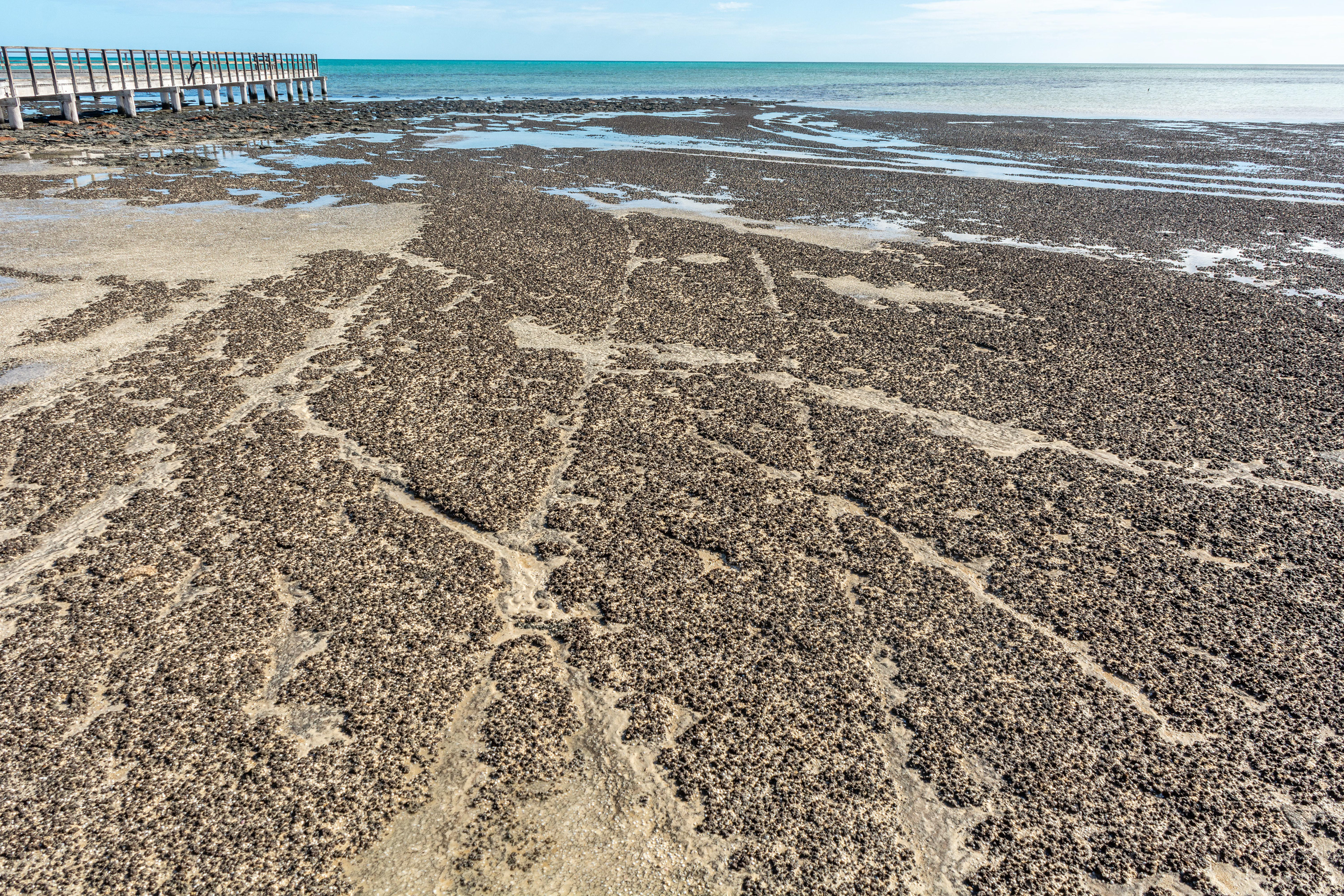 Hamelin Pool - still visible today, wheel tracks of drays used by the early settlers to load produce onto ships moored in the bay.