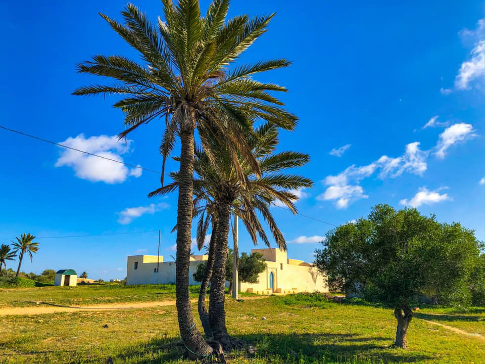 ..wandering amid the countless #palms and #olivetrees ornamenting the #island, standing in #peace around its very own architectural jewels full of life.. in its simplest.. pictured by Rania Ikbal Ouriemi, from Djerba, southern #Tunisia.. Refreshing day!