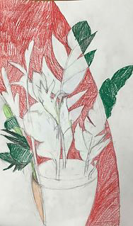 MOLLIE BODAK_PLANT