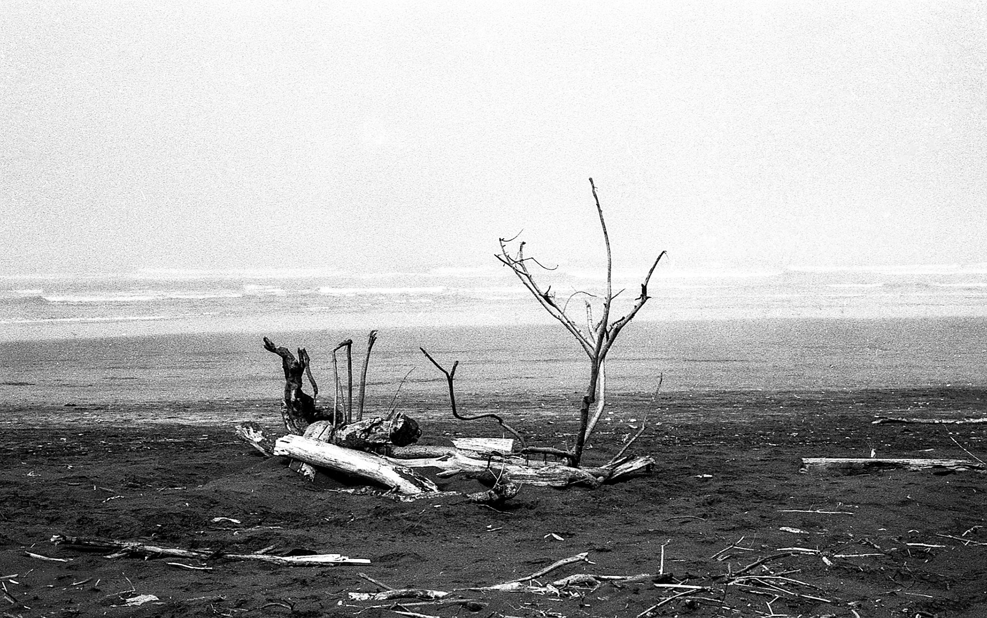 EPSON scanner image