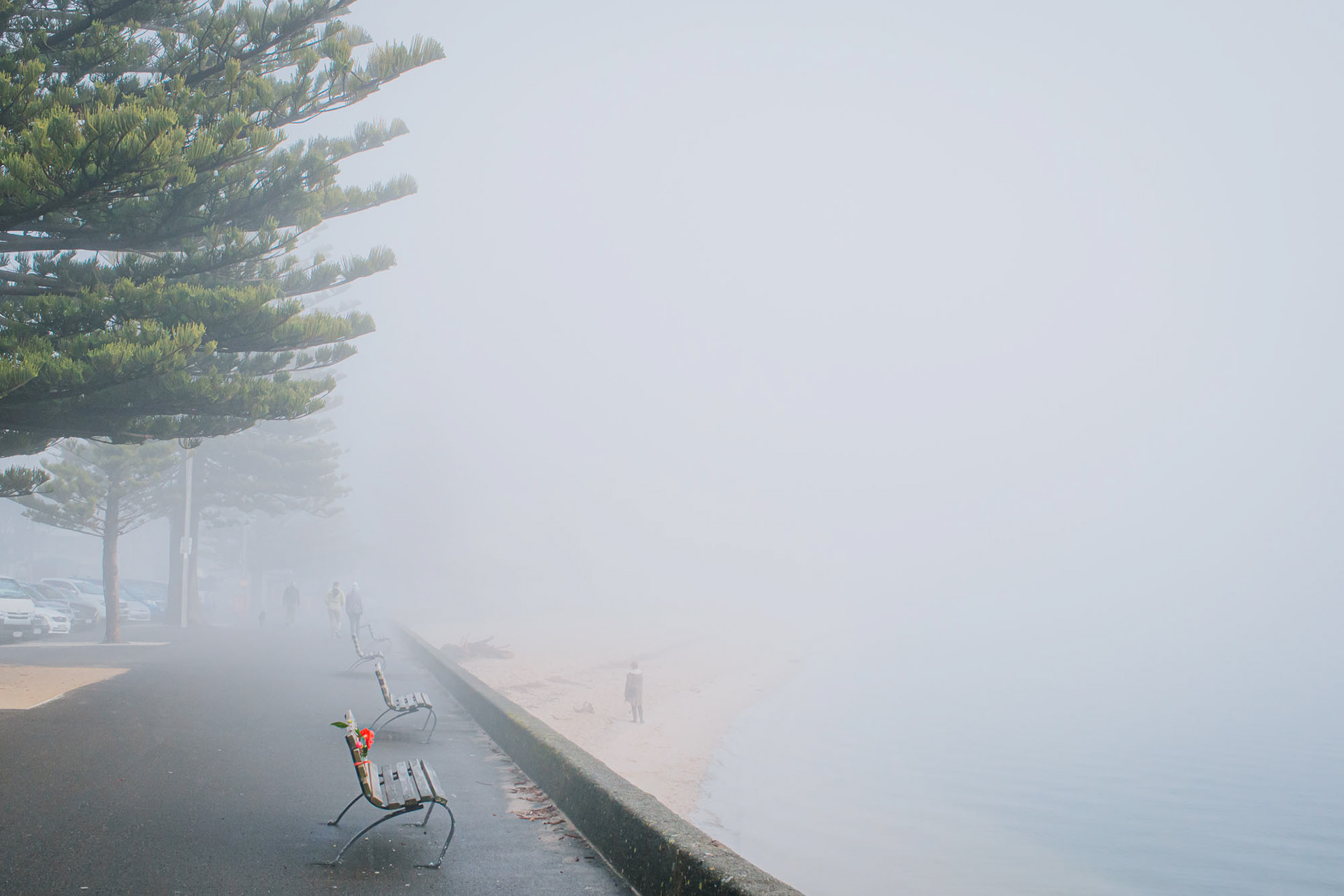 Fog along Wellington's Oriental Parade