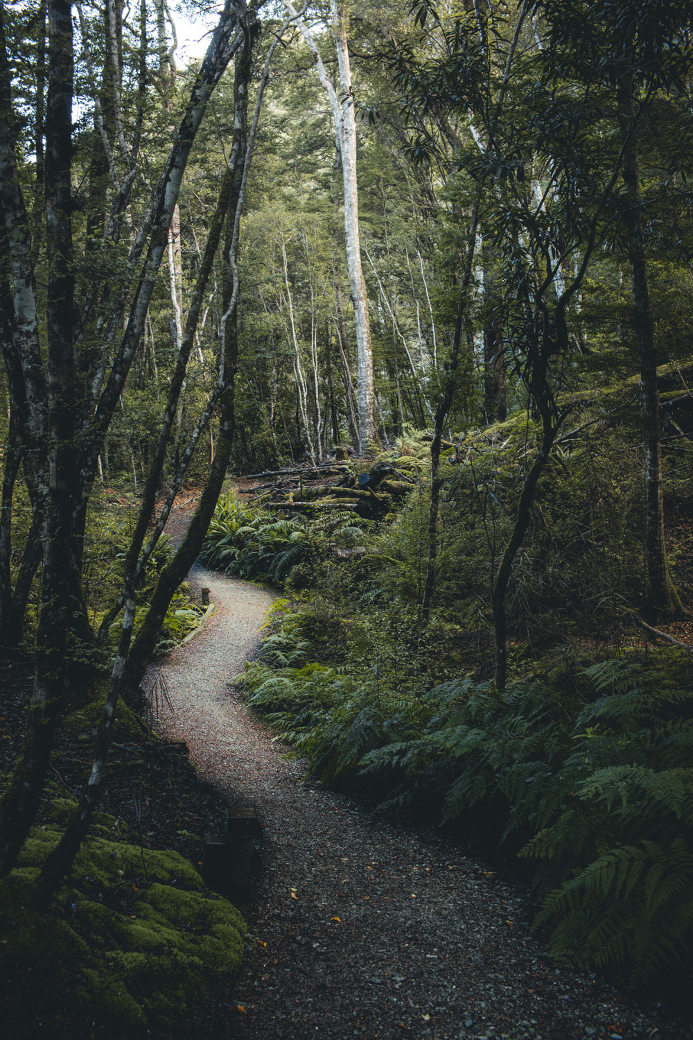Bush track alongside Lake Te Anau