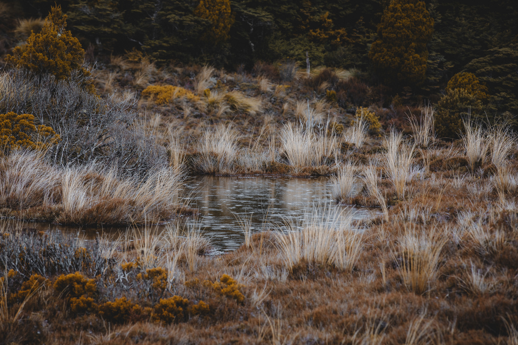 Raindrops on the tarn along the walkway to Waitonga Falls.