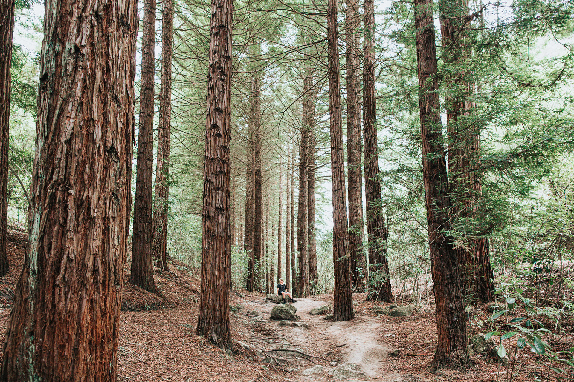 The Little Redwoods in Havelock North