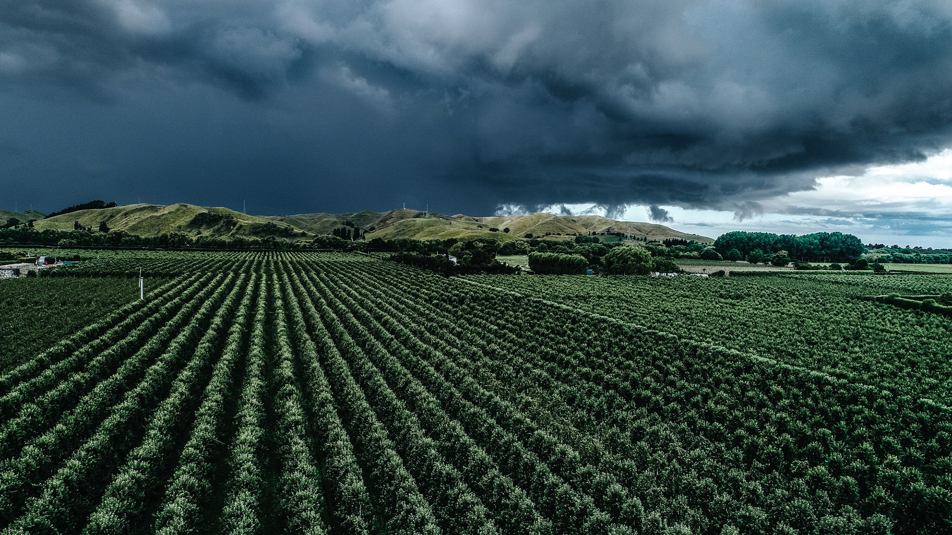 Storm clouds across orchard outside of Taradale, Napier