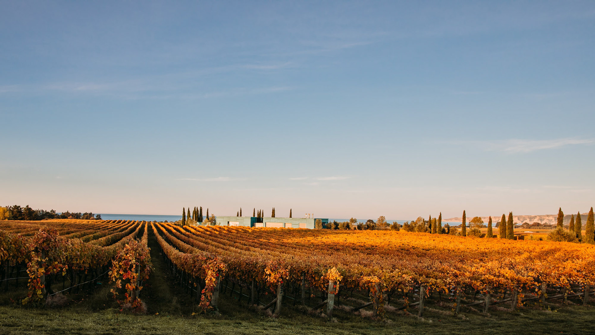 Autumn colour in Elephant Hill vineyard