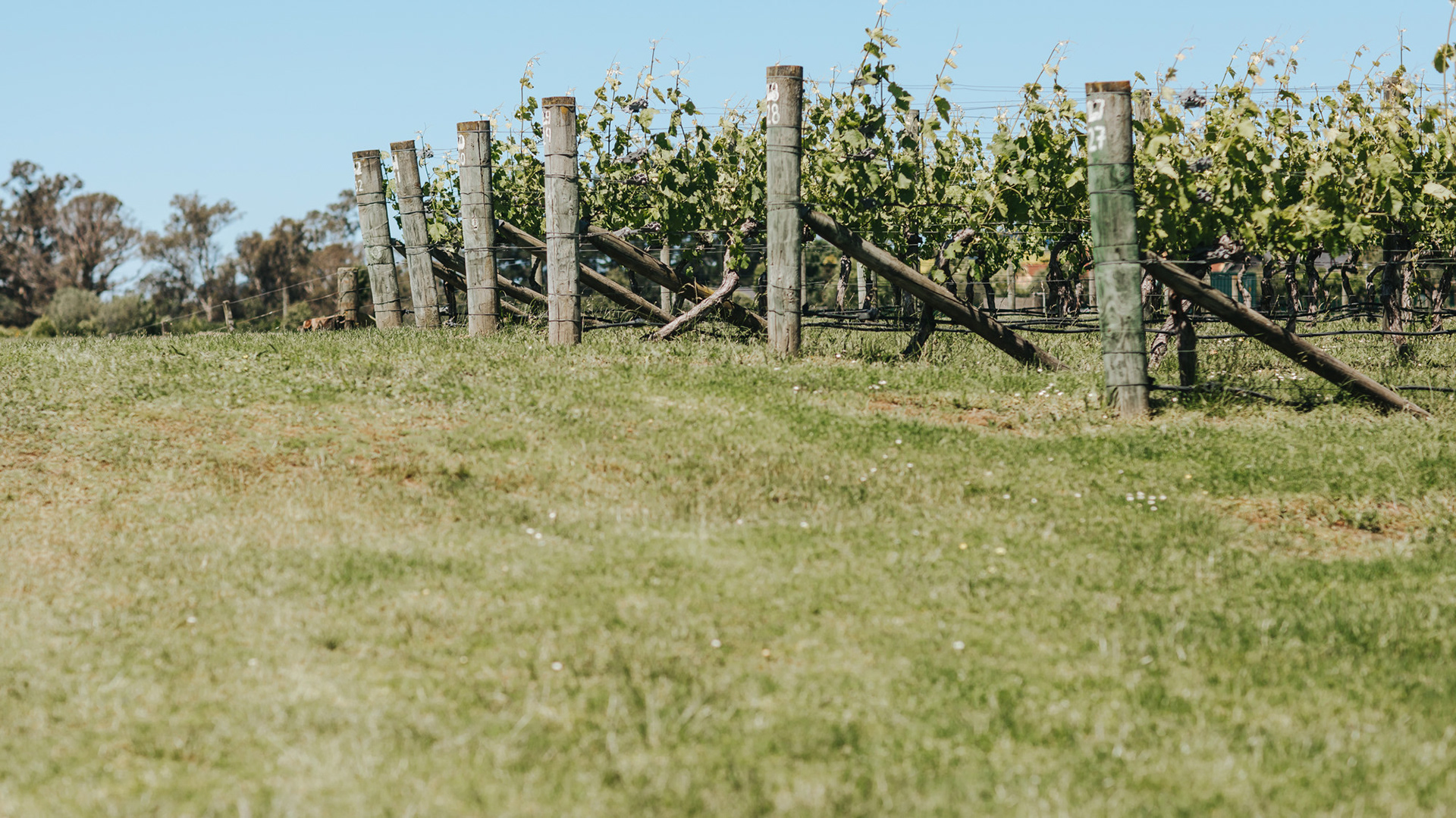 Rows of Village Vineyards vines
