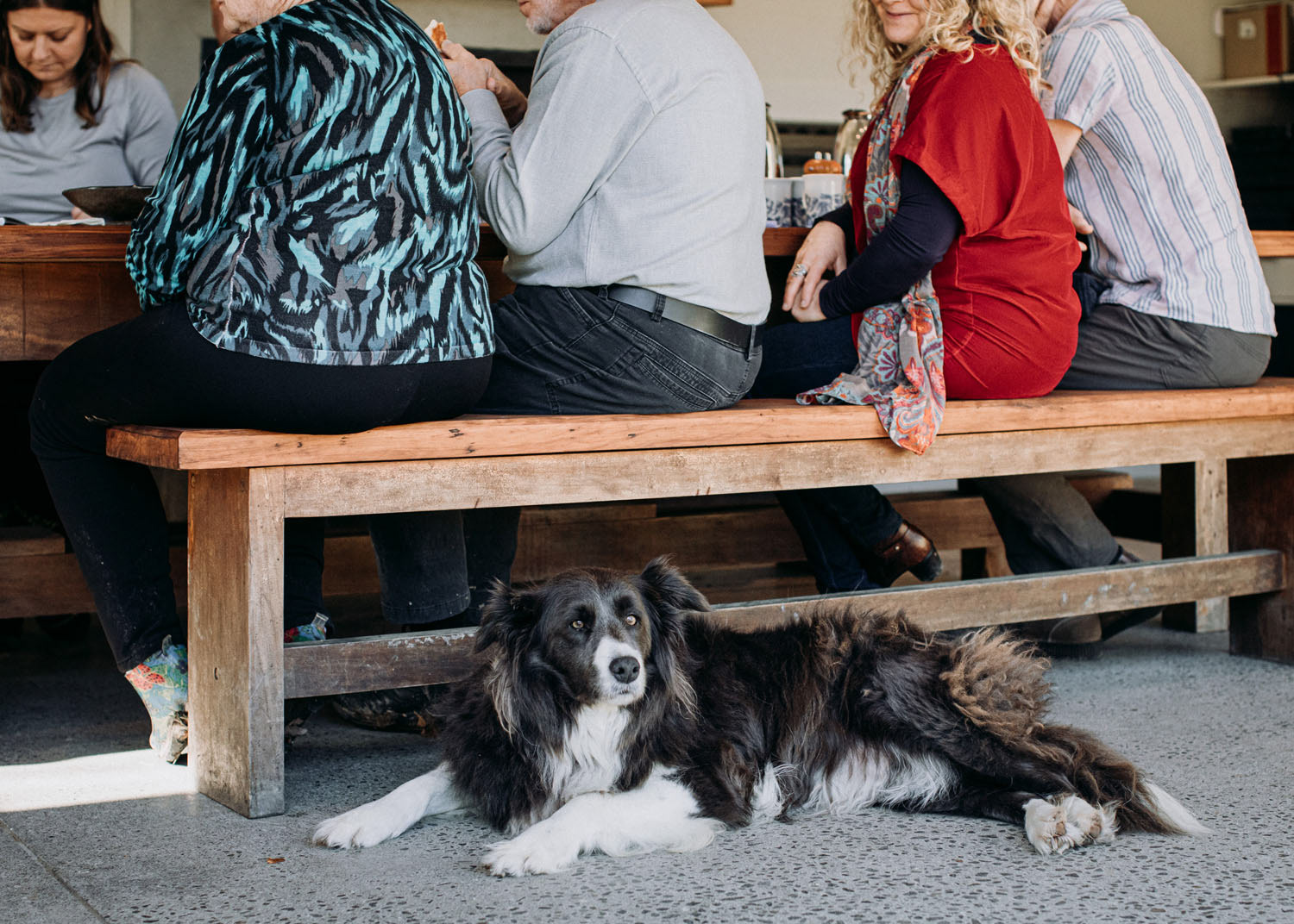One of the family border collie's sitting at the guest's feet. Hoping for dropped morsels of food.