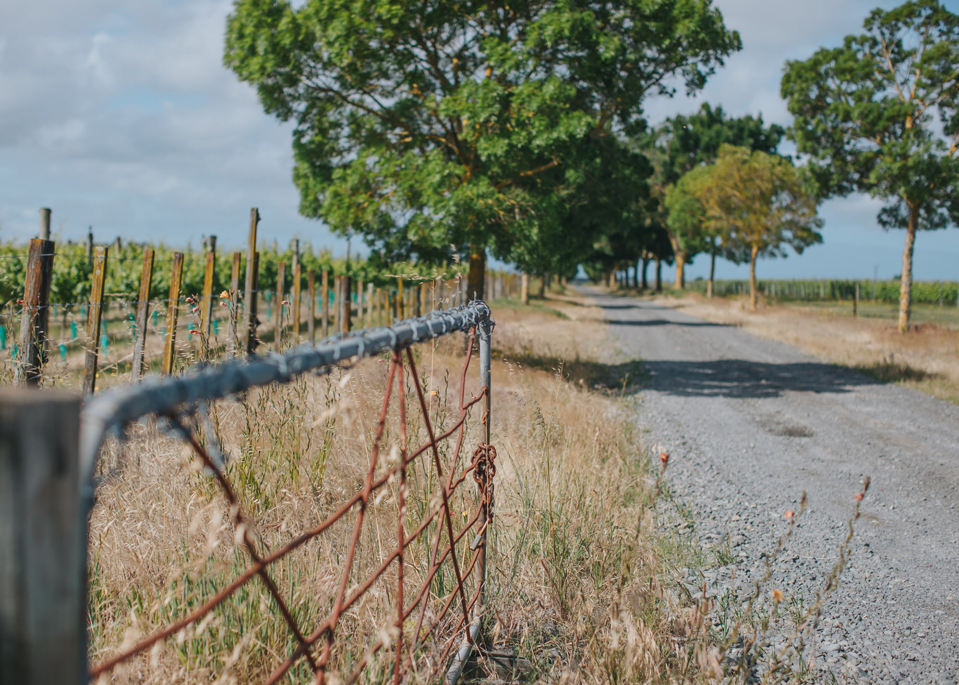 Vineyard entranceway, Gimblett Gravels, Hawke's Bay