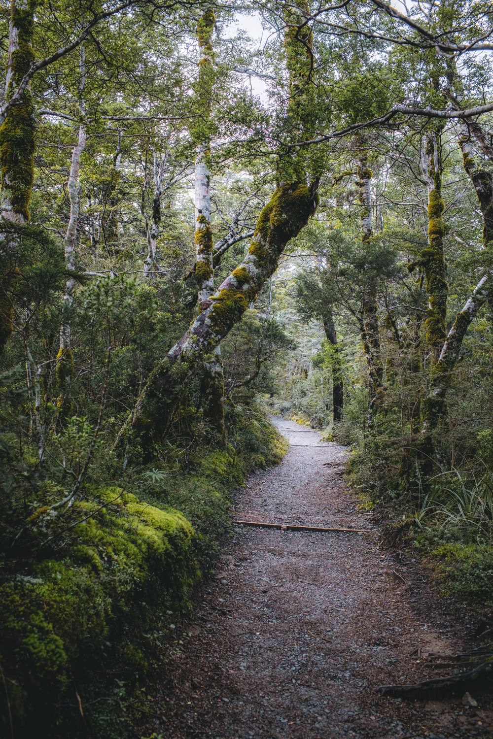 Beech forest tracks on Ruapehu