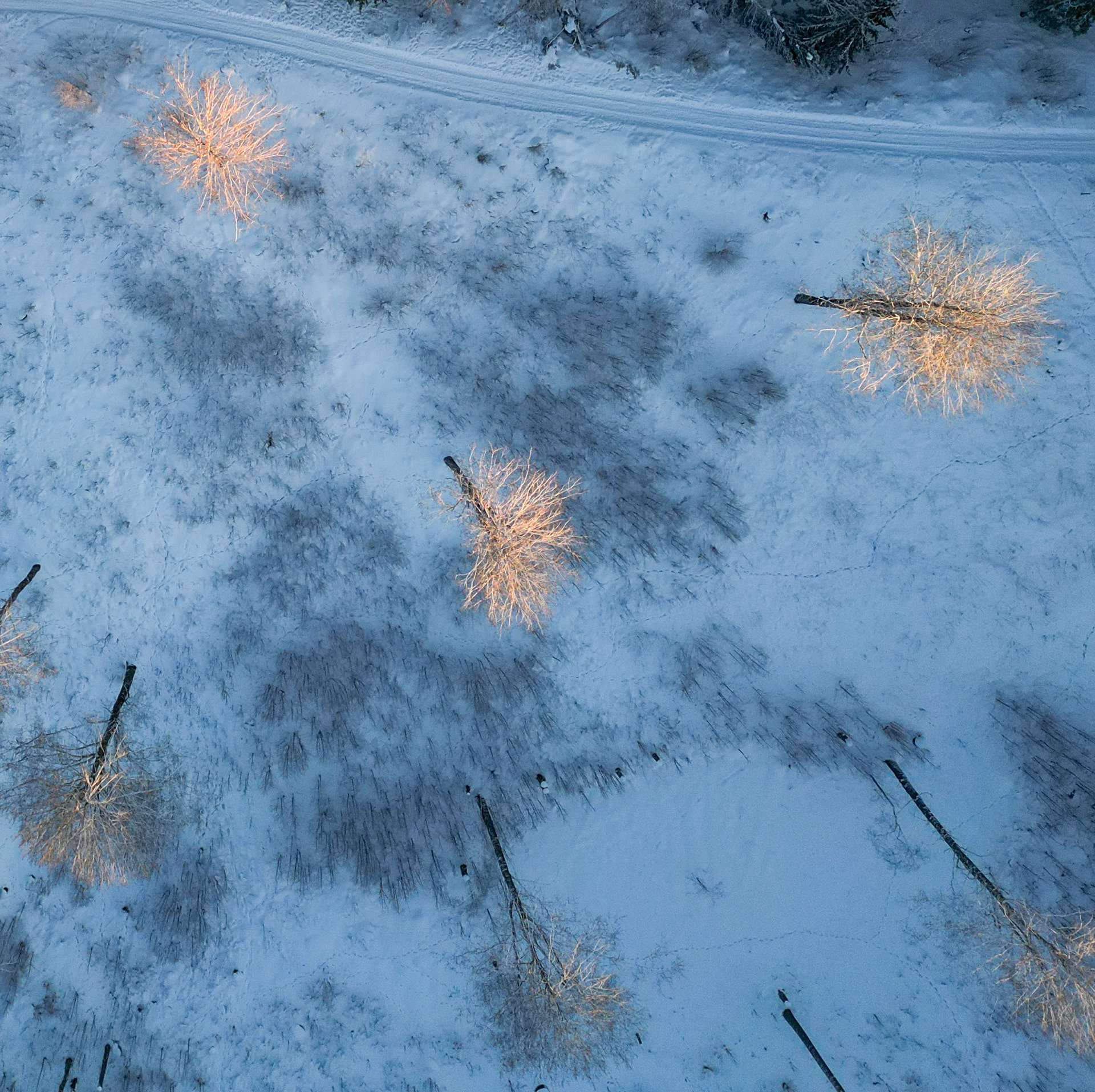 Några träd får stå kvar när man tar ner skog. Solen färgar dem gula