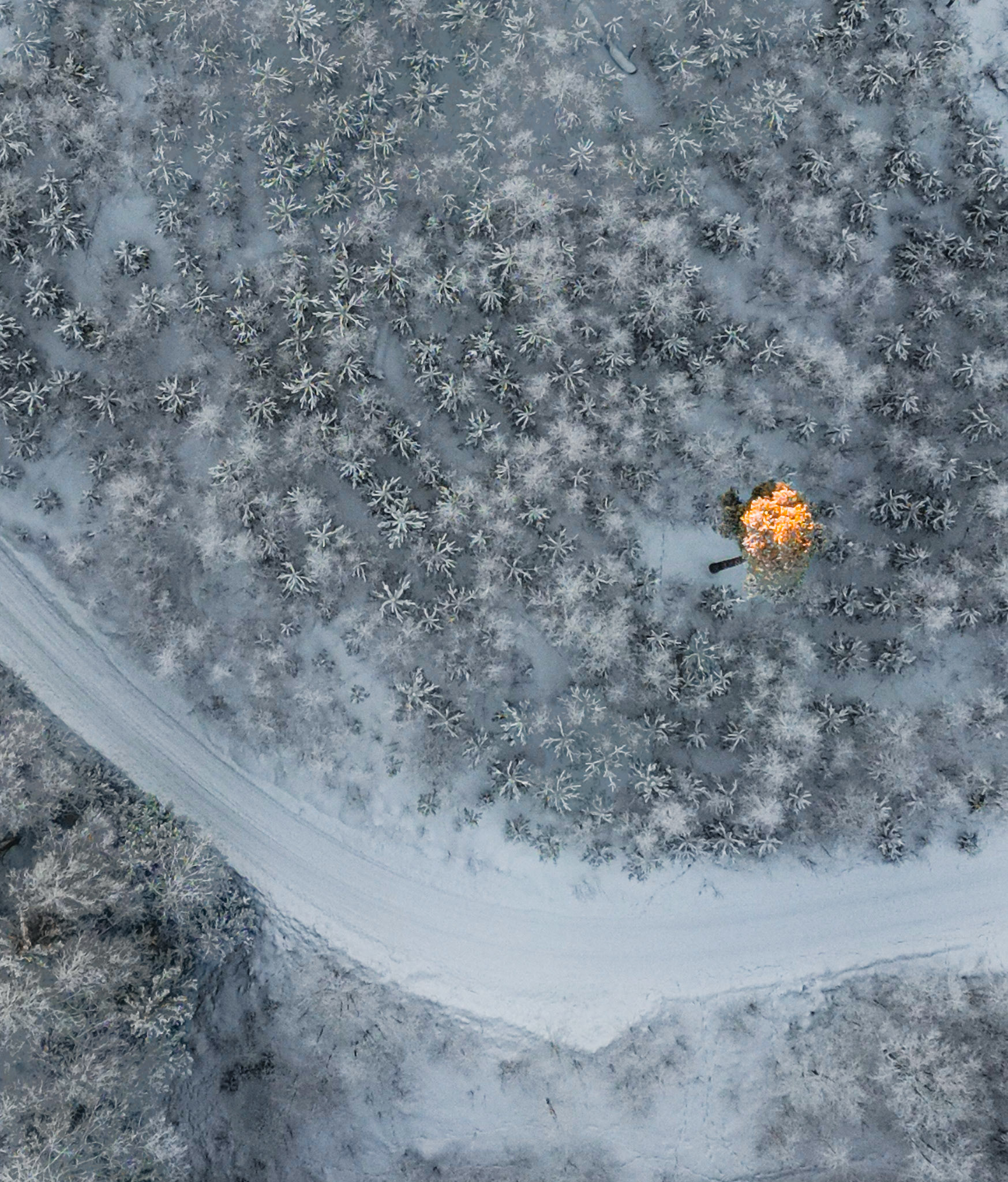 Solen lyser på ensamt träd