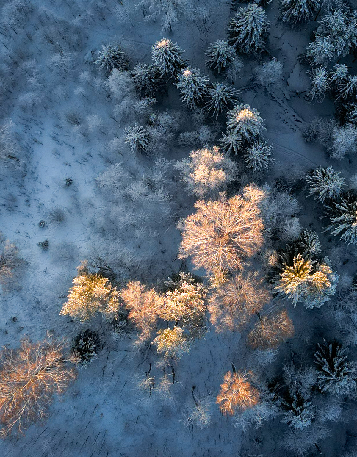 Vinterbild. Sol på vitt träd