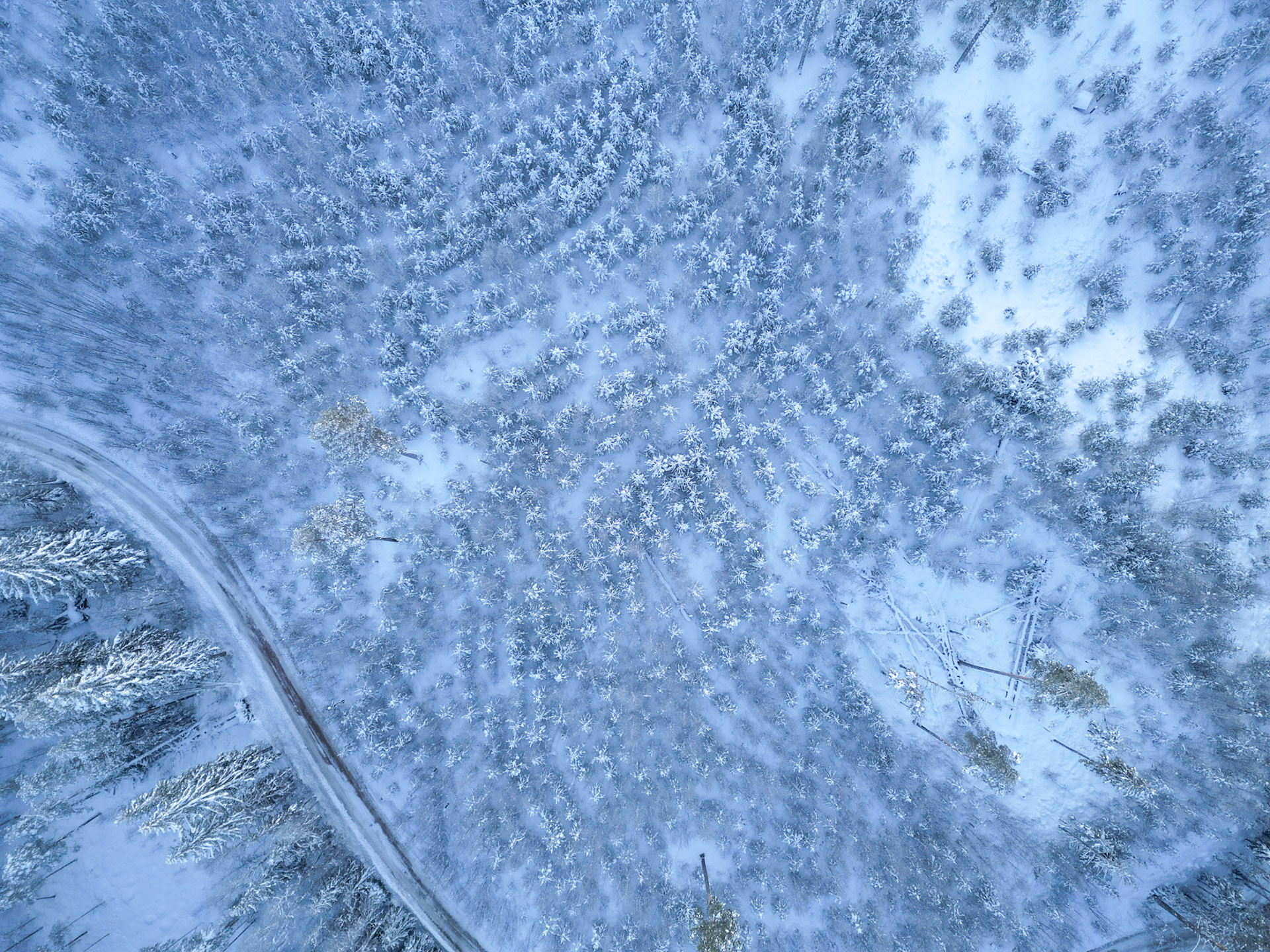 Bäsna winter 2025, nyplanterad skog