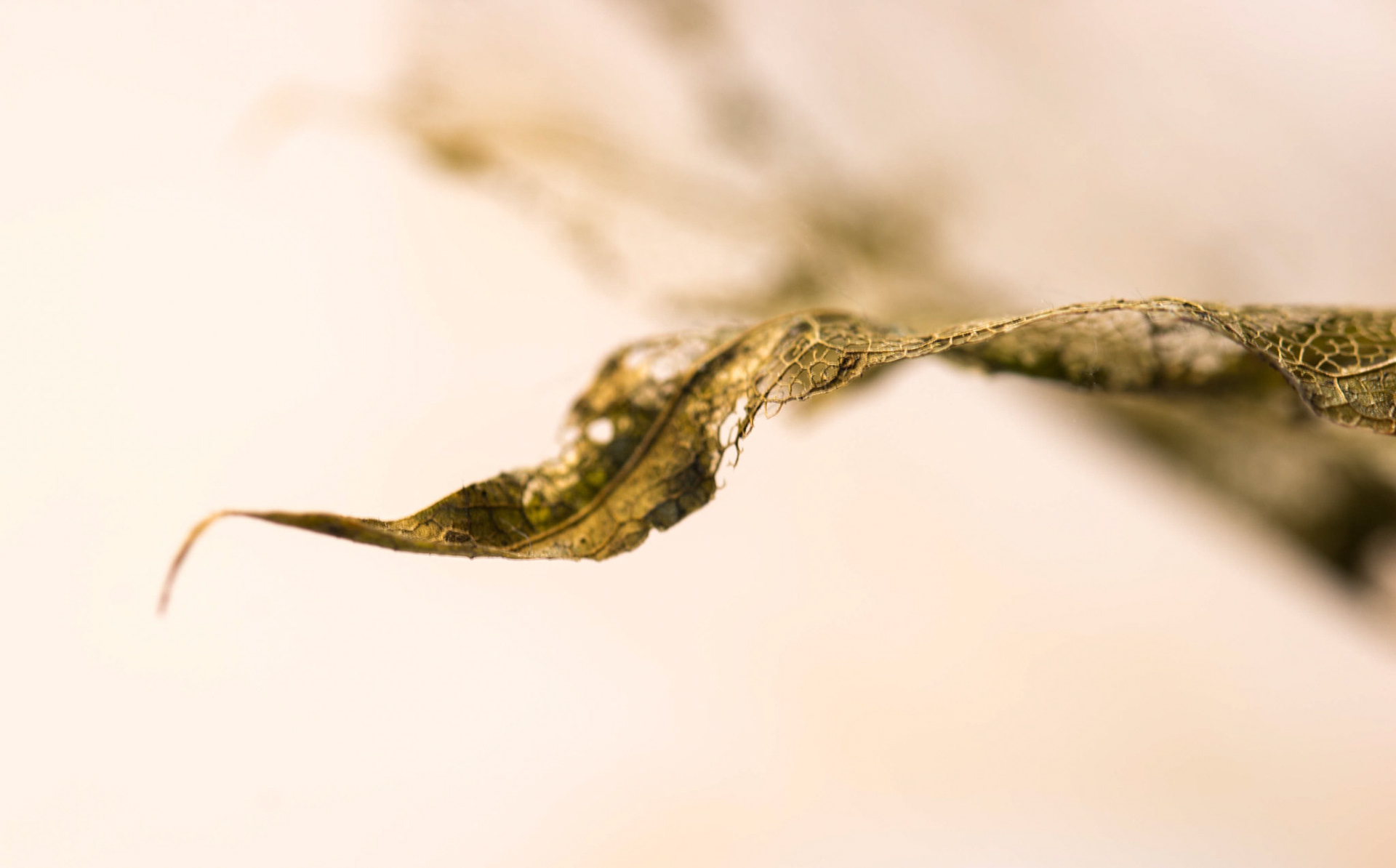 Gloden leaf skeleton