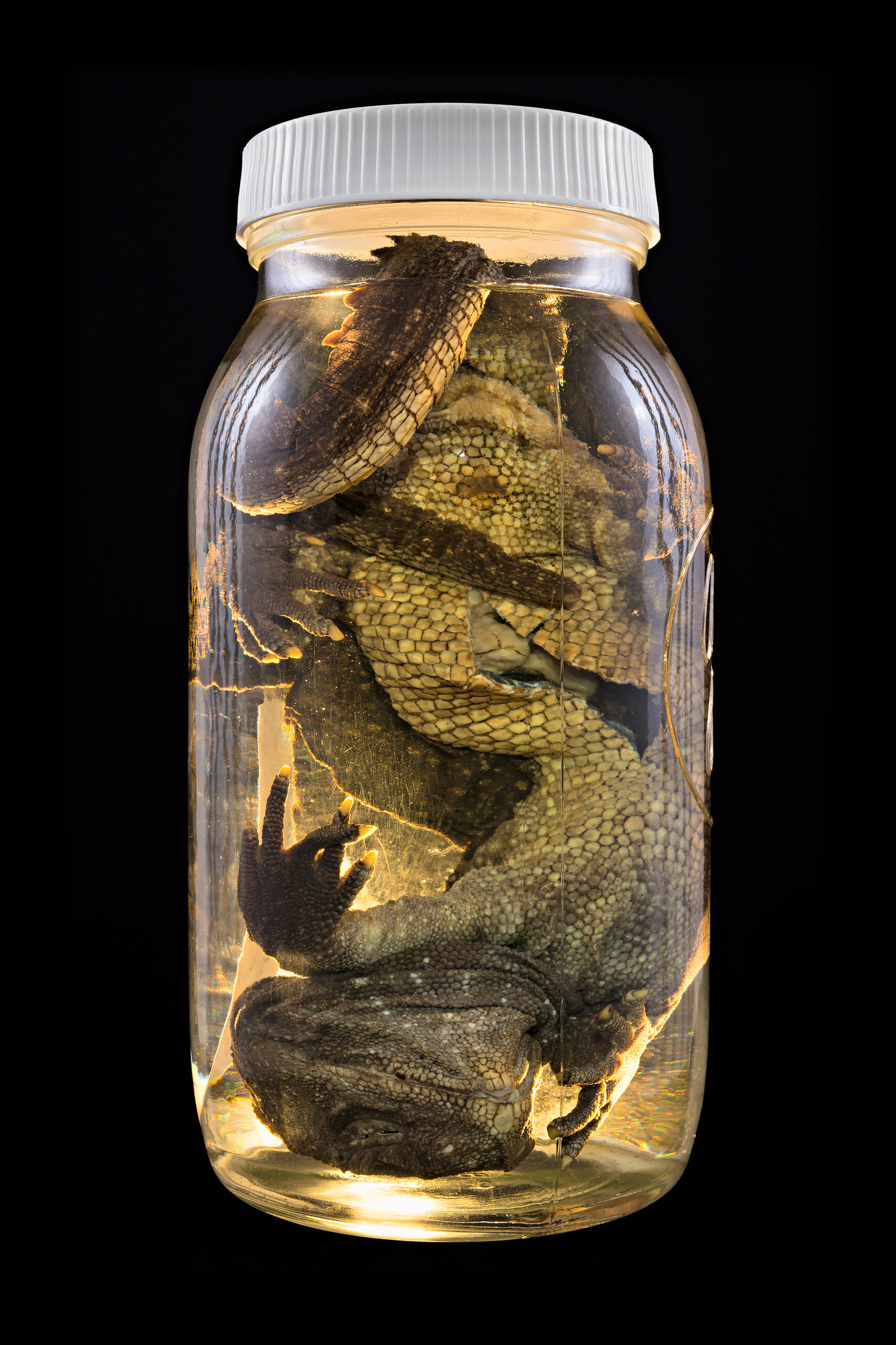 Sphenodon punctatus / Tuatara, Auckland Museum Tāmaki Paenga Hira #4, 2013
