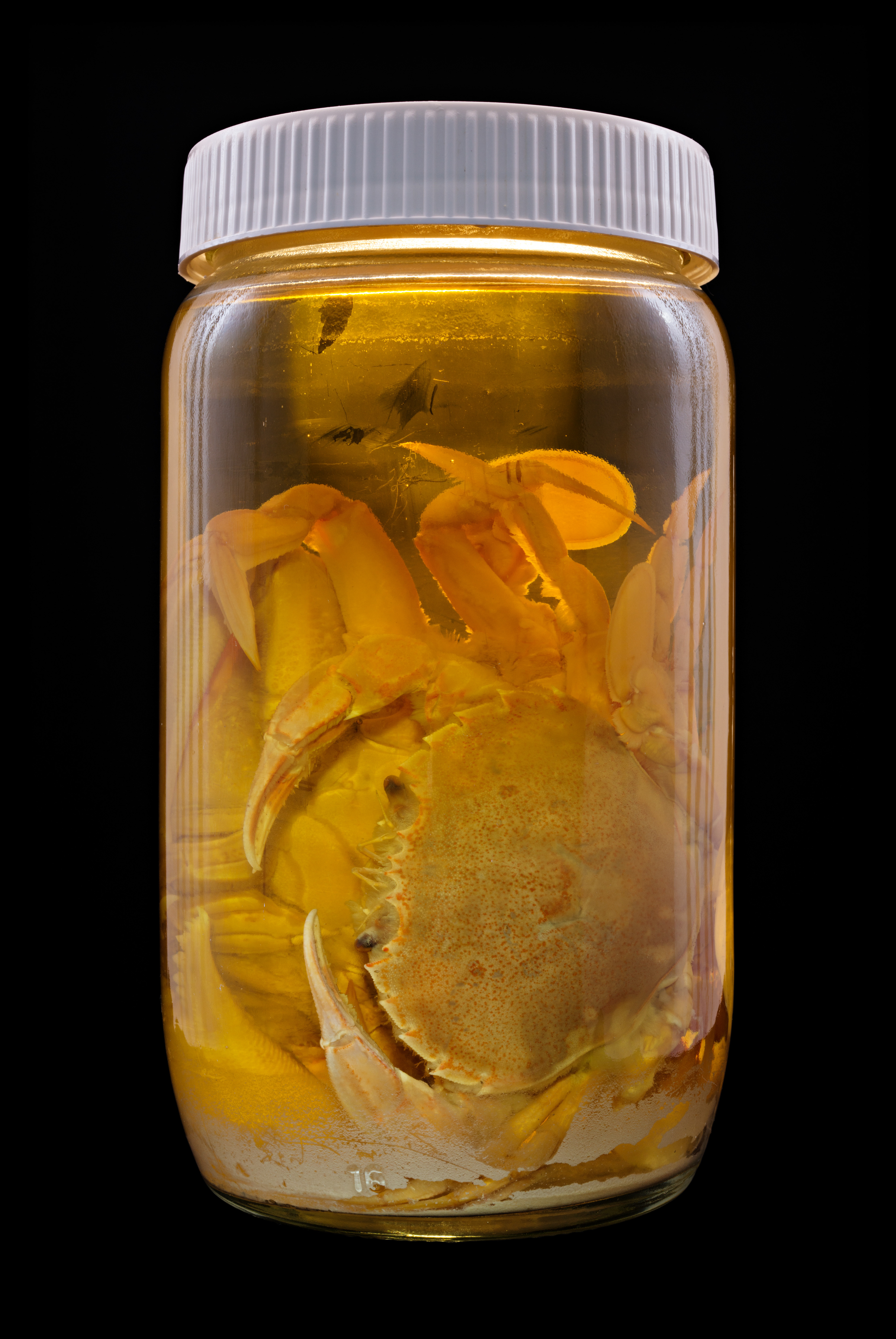 Ovalipes catharus, Auckland Museum Tāmaki Paenga Hira #1, 2013