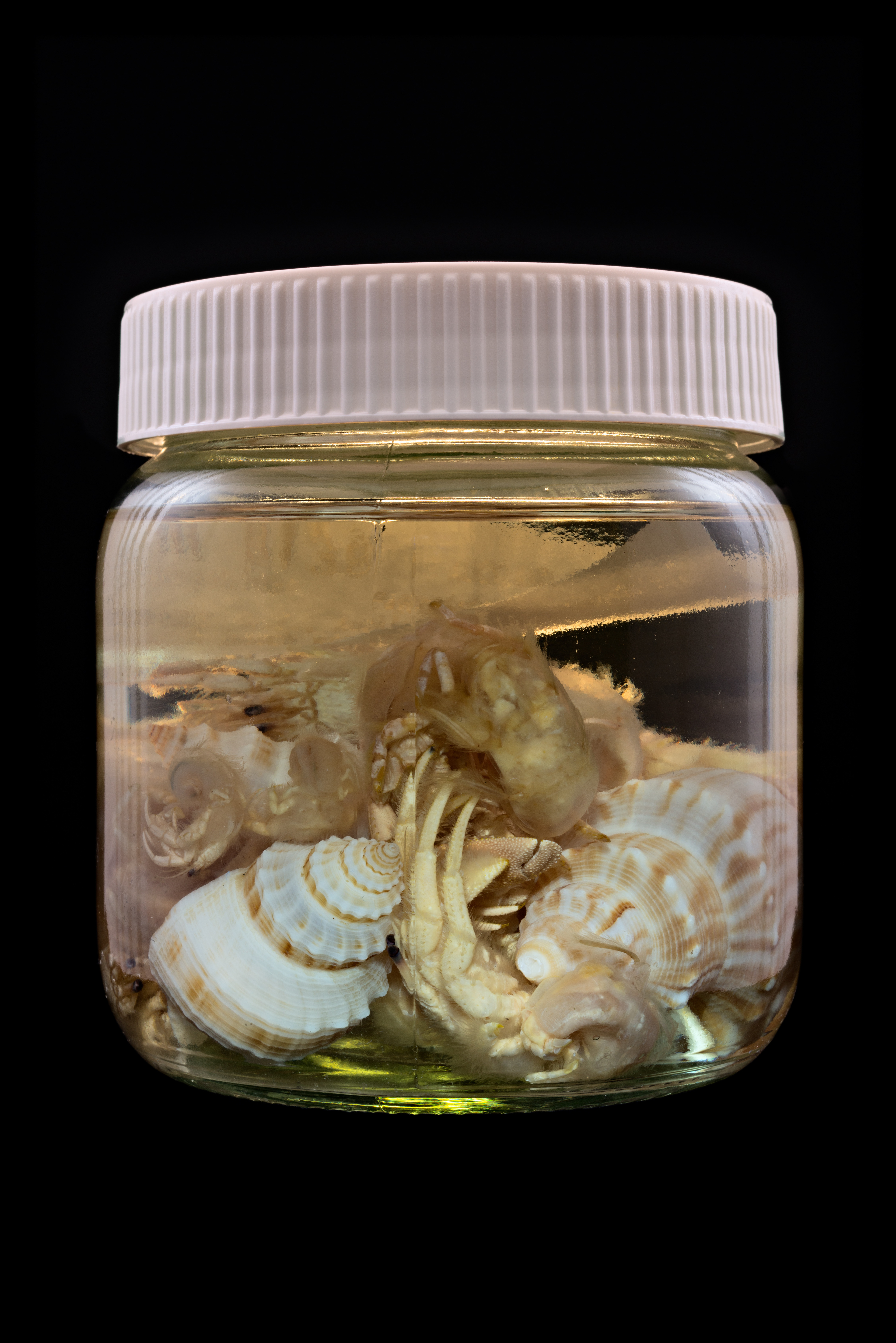 Paguristes pilosus, Auckland Museum Tāmaki Paenga Hira #1, 2013