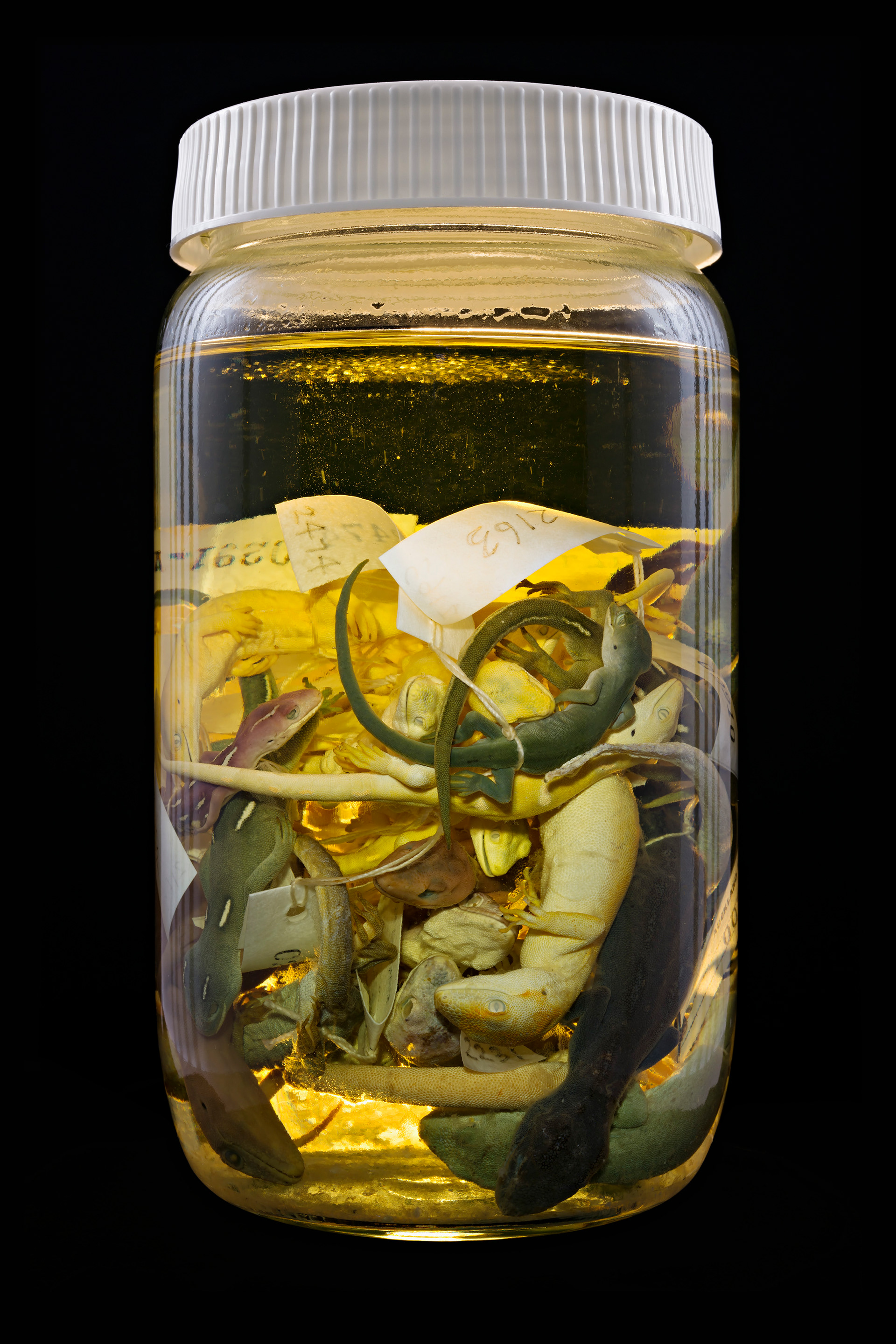 Naultinus elegans / Mokomoko, Auckland Museum Tāmaki Paenga Hira #2, 2013