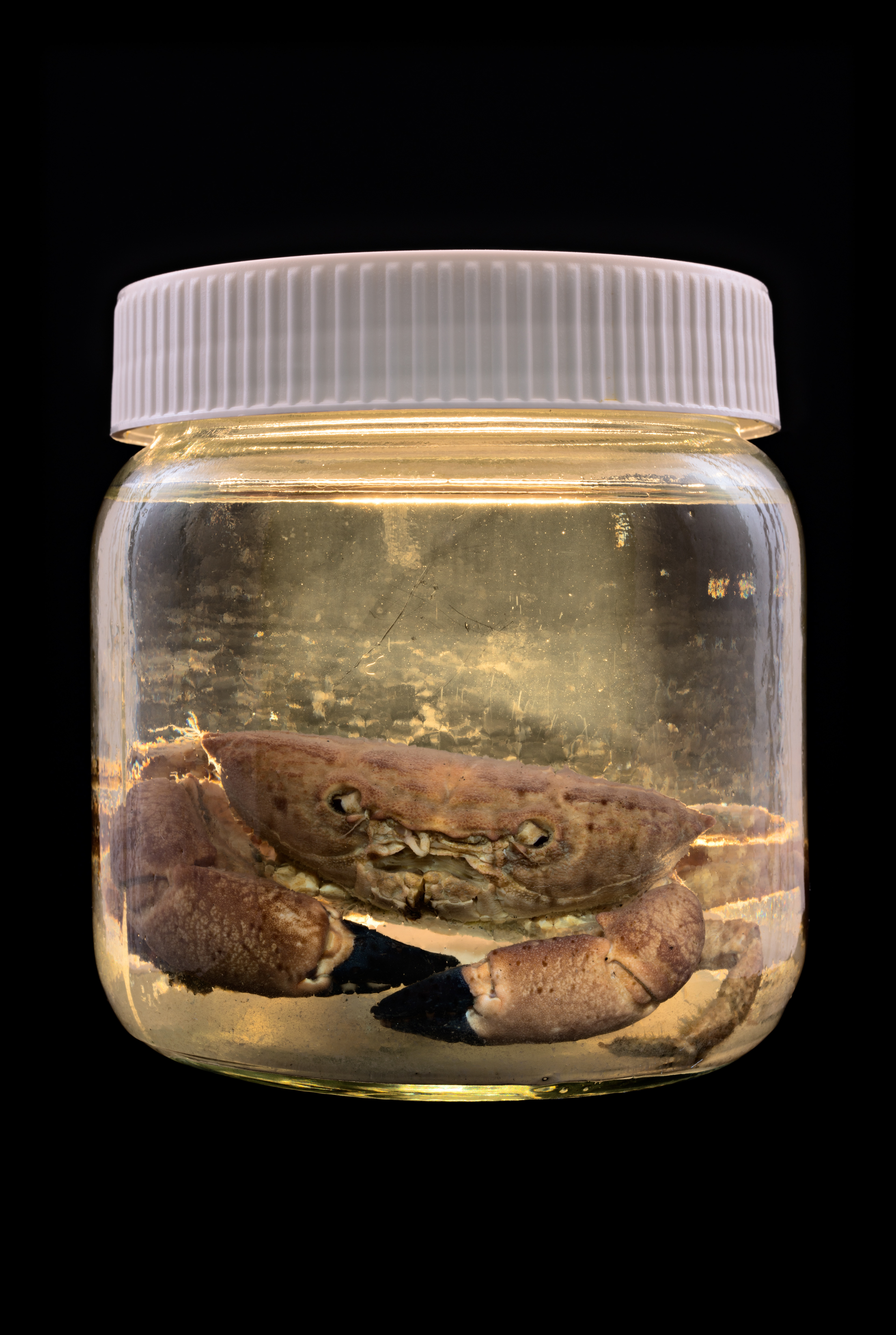 Ozius truncatus, Auckland Museum Tāmaki Paenga Hira #1, 2013