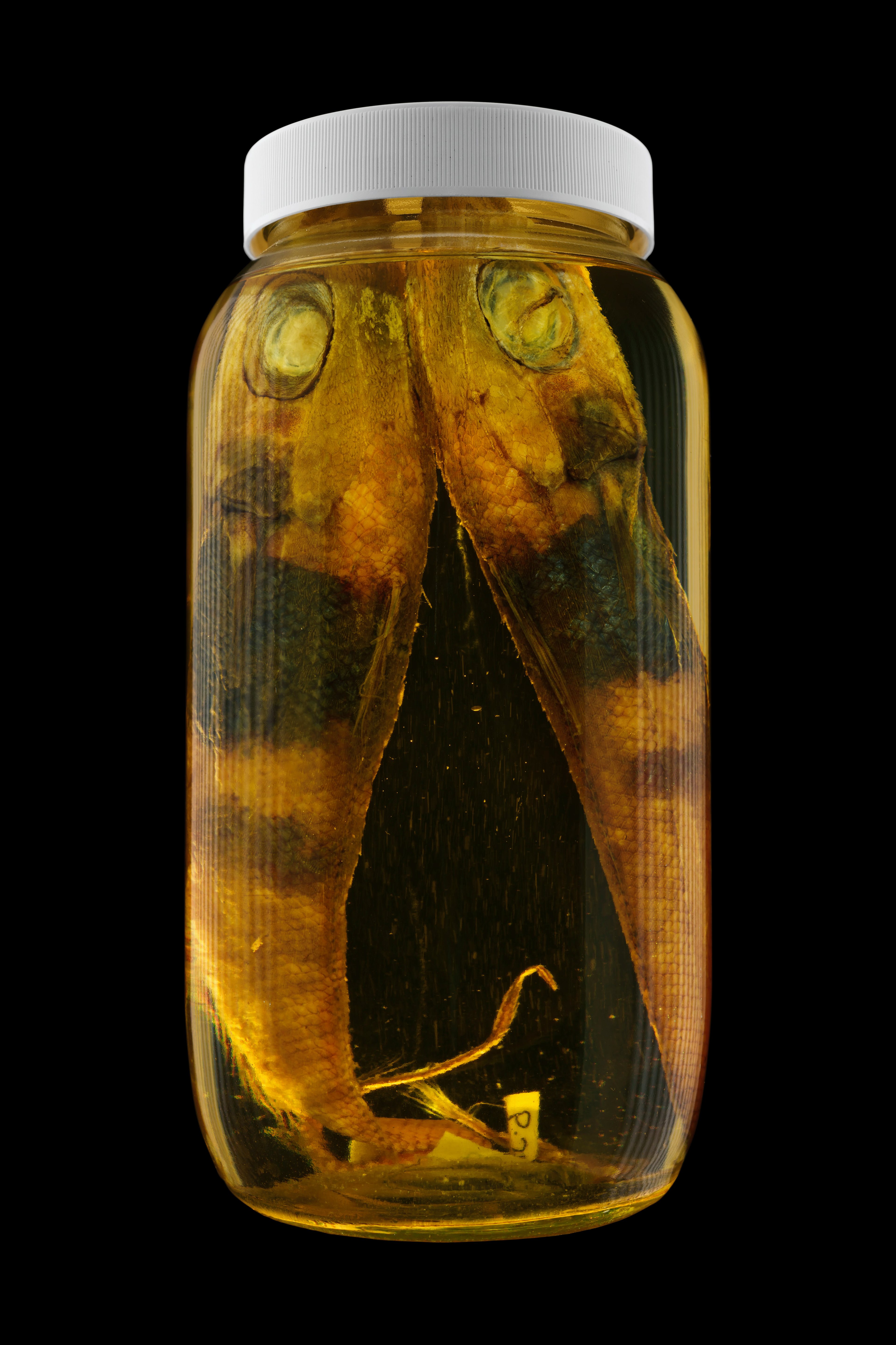 Coelorinchus horribilis, Museum of New Zealand Te Papa Tongarewa #1, 2016