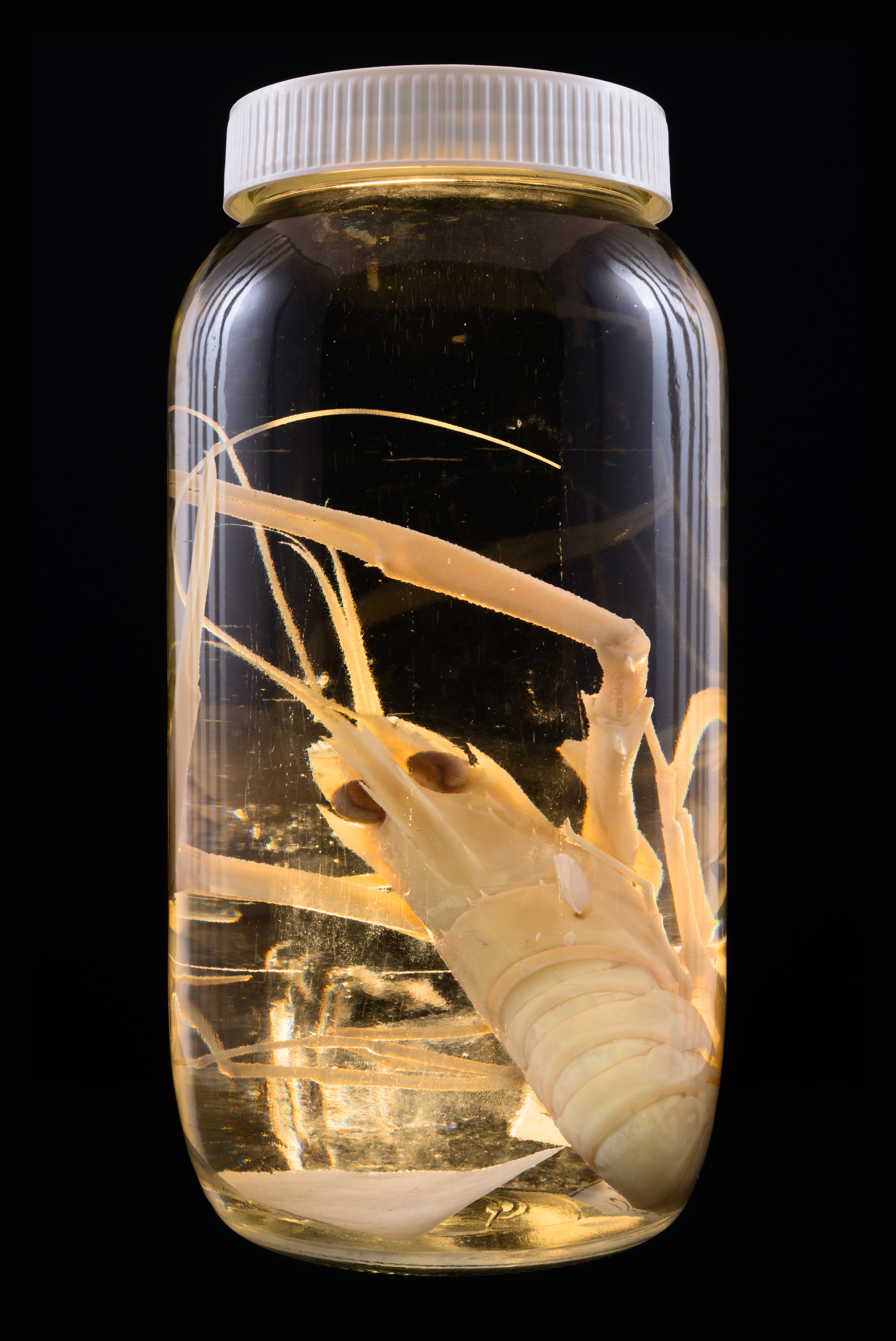 Metanephrops challengeri, Auckland Museum Tāmaki Paenga Hira #2, 2013