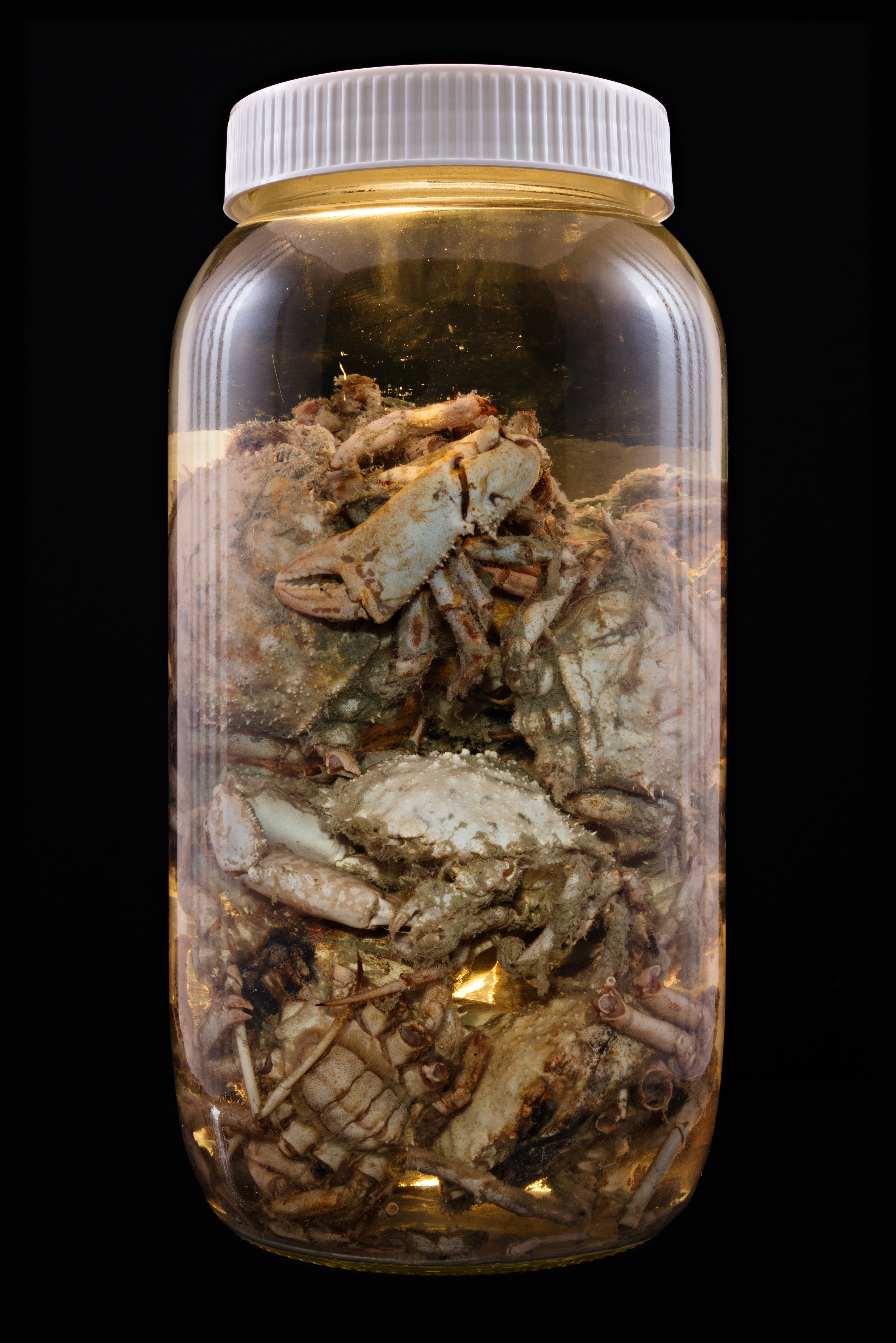 Trichopeltarion fantasticum, Auckland Museum Tāmaki Paenga Hira #2, 2013
