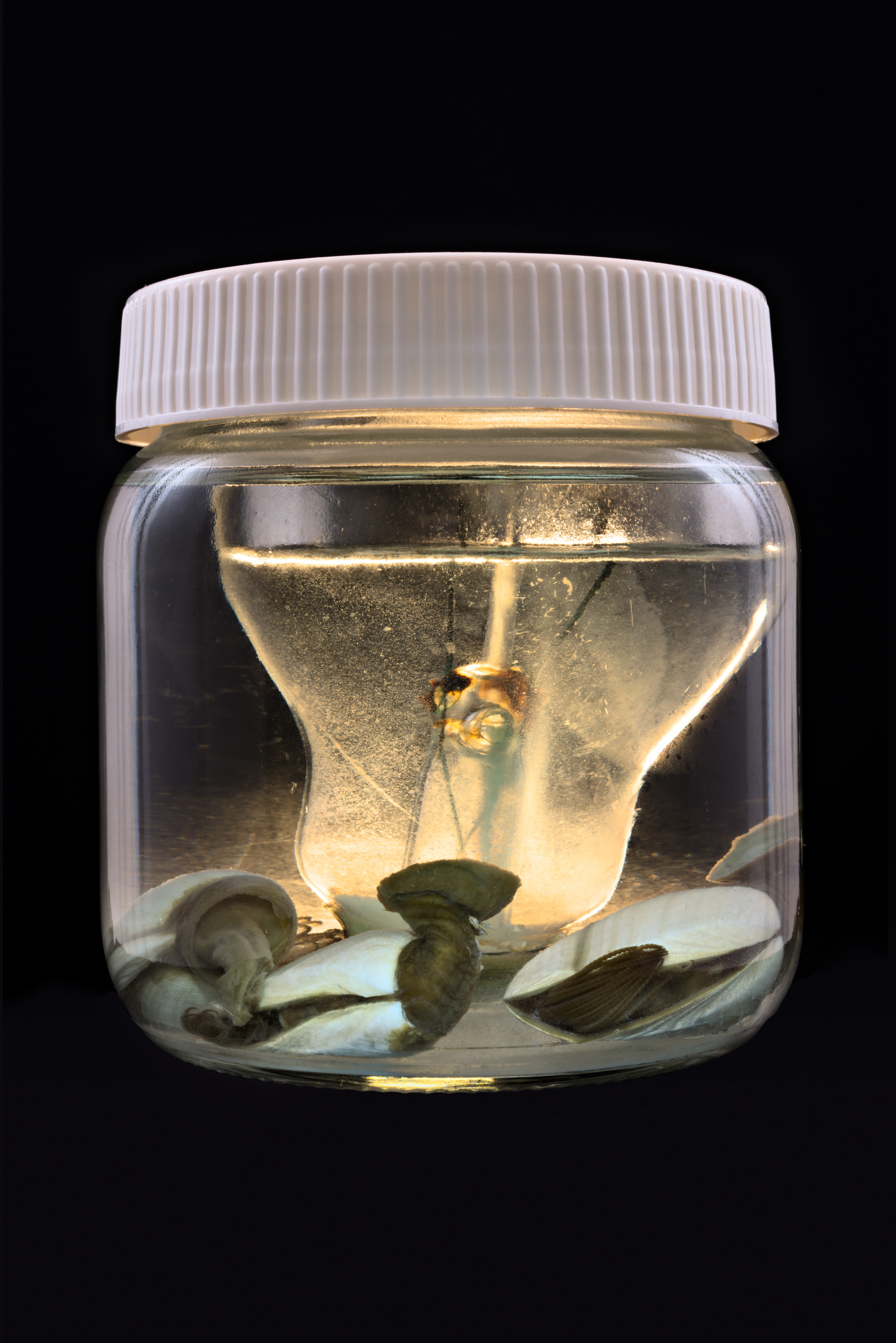 Lepas anatifera, Auckland Museum Tāmaki Paenga Hira #1, 2013