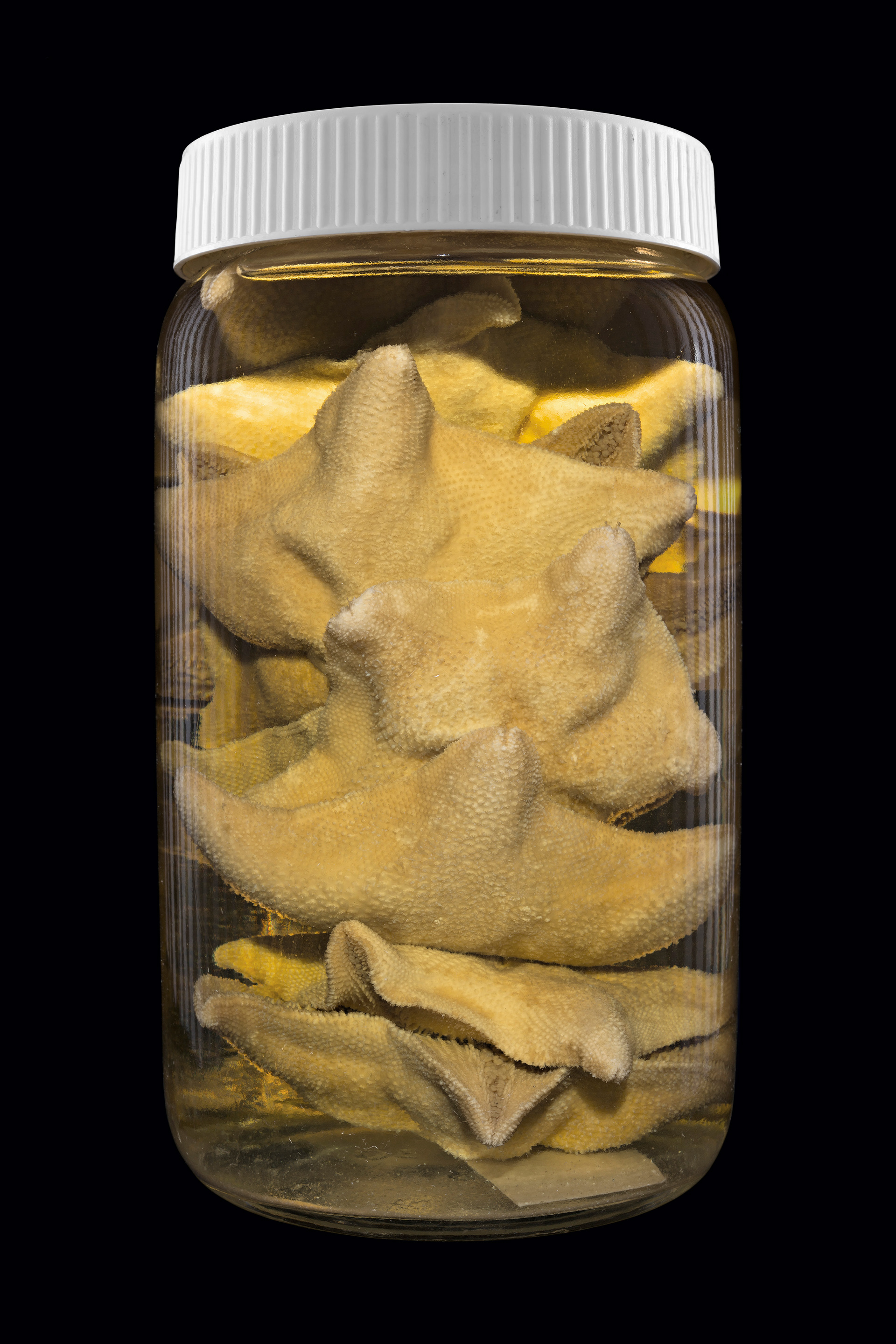 Patiriella regularis / Pātangaroa, Otago Museum, Ōtepoti / Dunedin, New Zealand #1, 2014