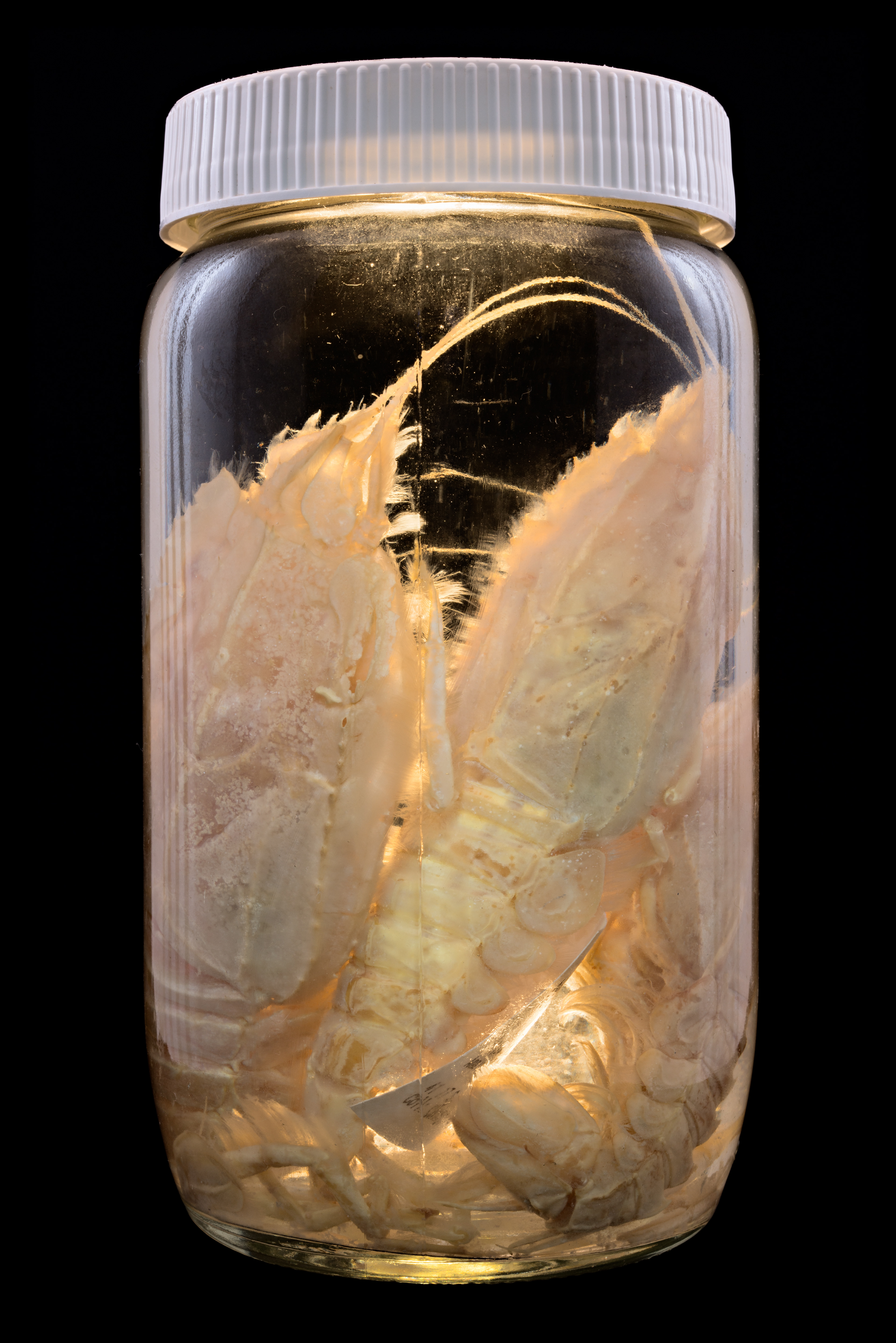 Stereomastis suhmi, Auckland Museum Tāmaki Paenga Hira #1, 2013
