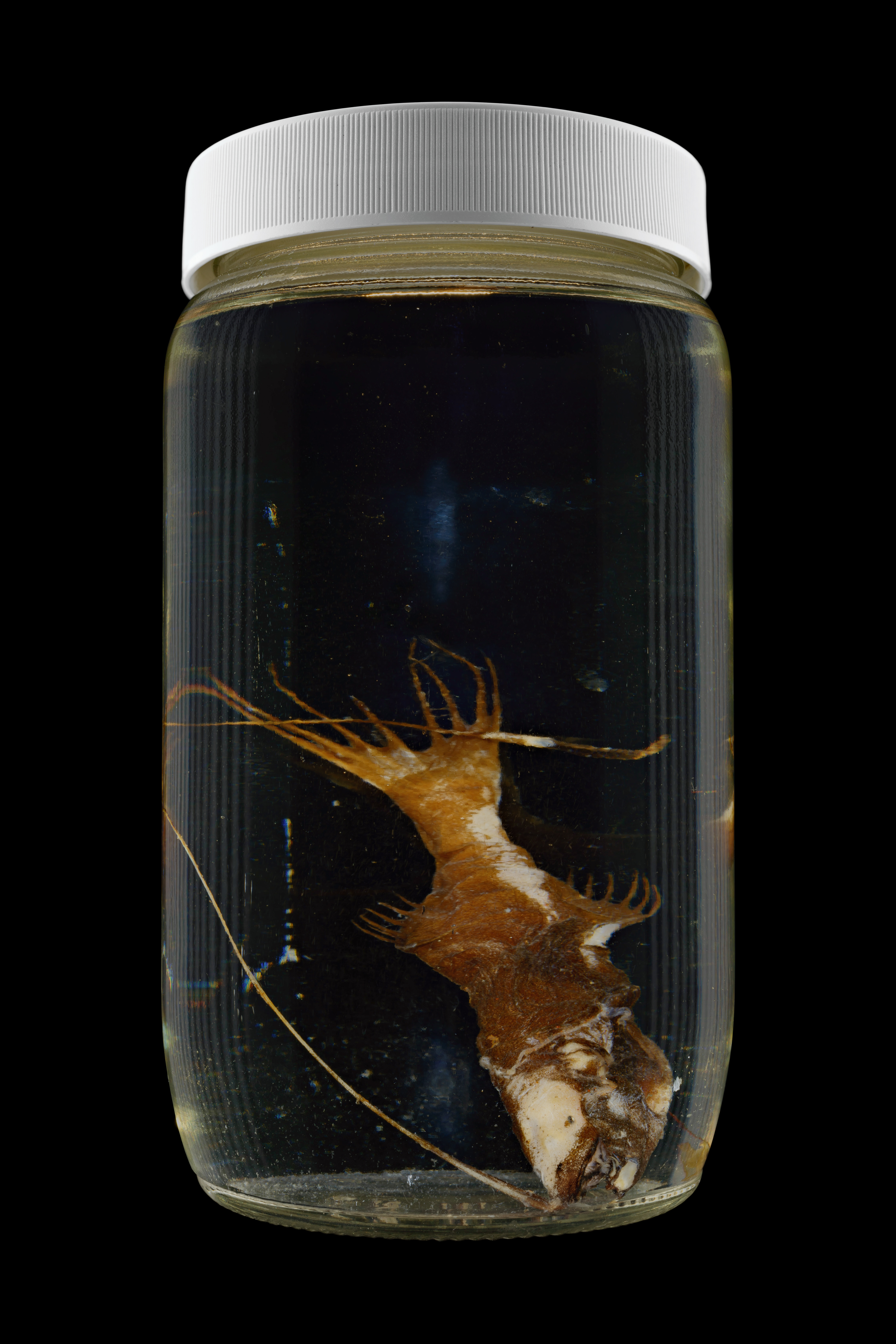 Gigantactis paxtoni, Museum of New Zealand Te Papa Tongarewa #1, 2016