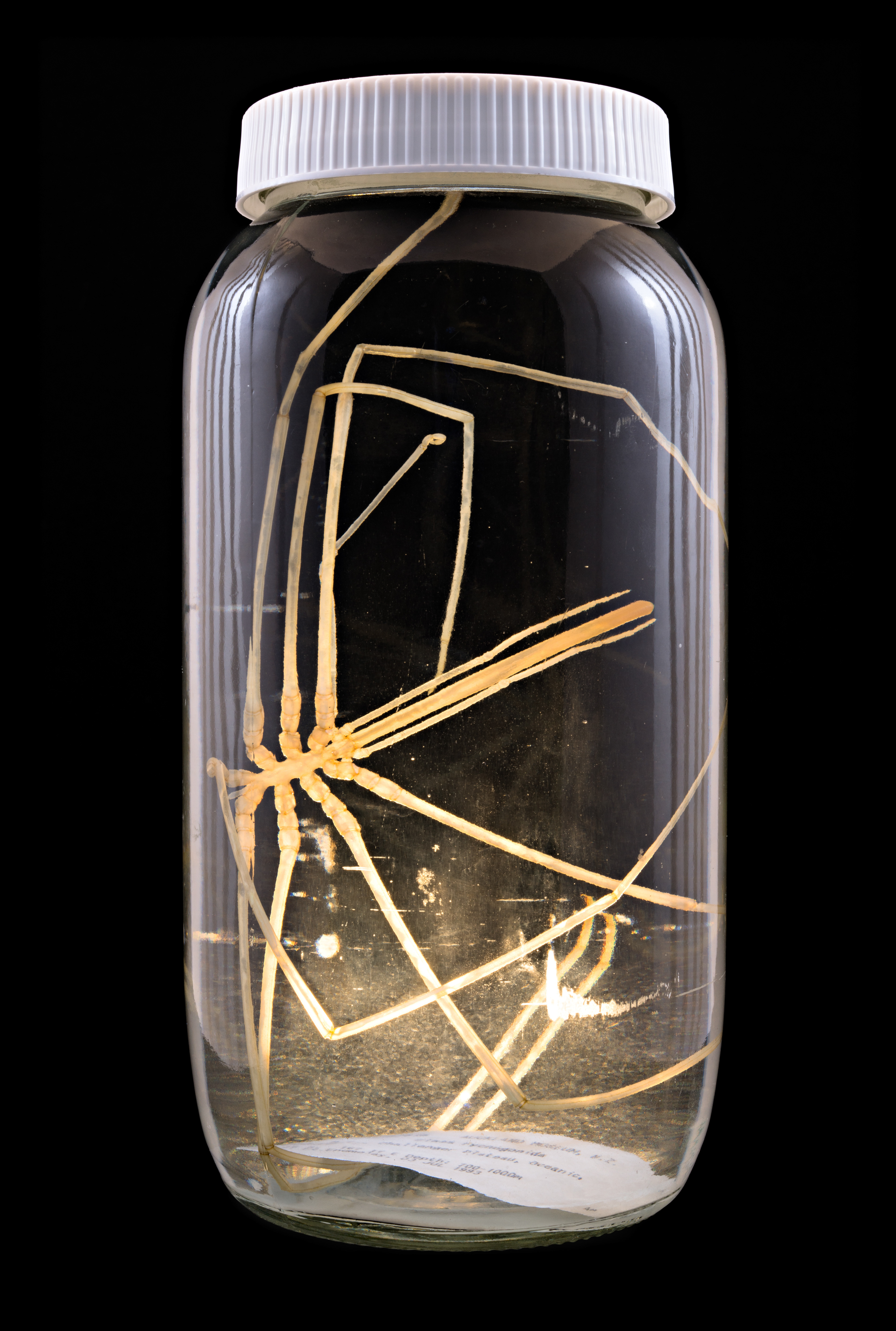 Pycnogonida, Auckland Museum Tāmaki Paenga Hira #1, 2013