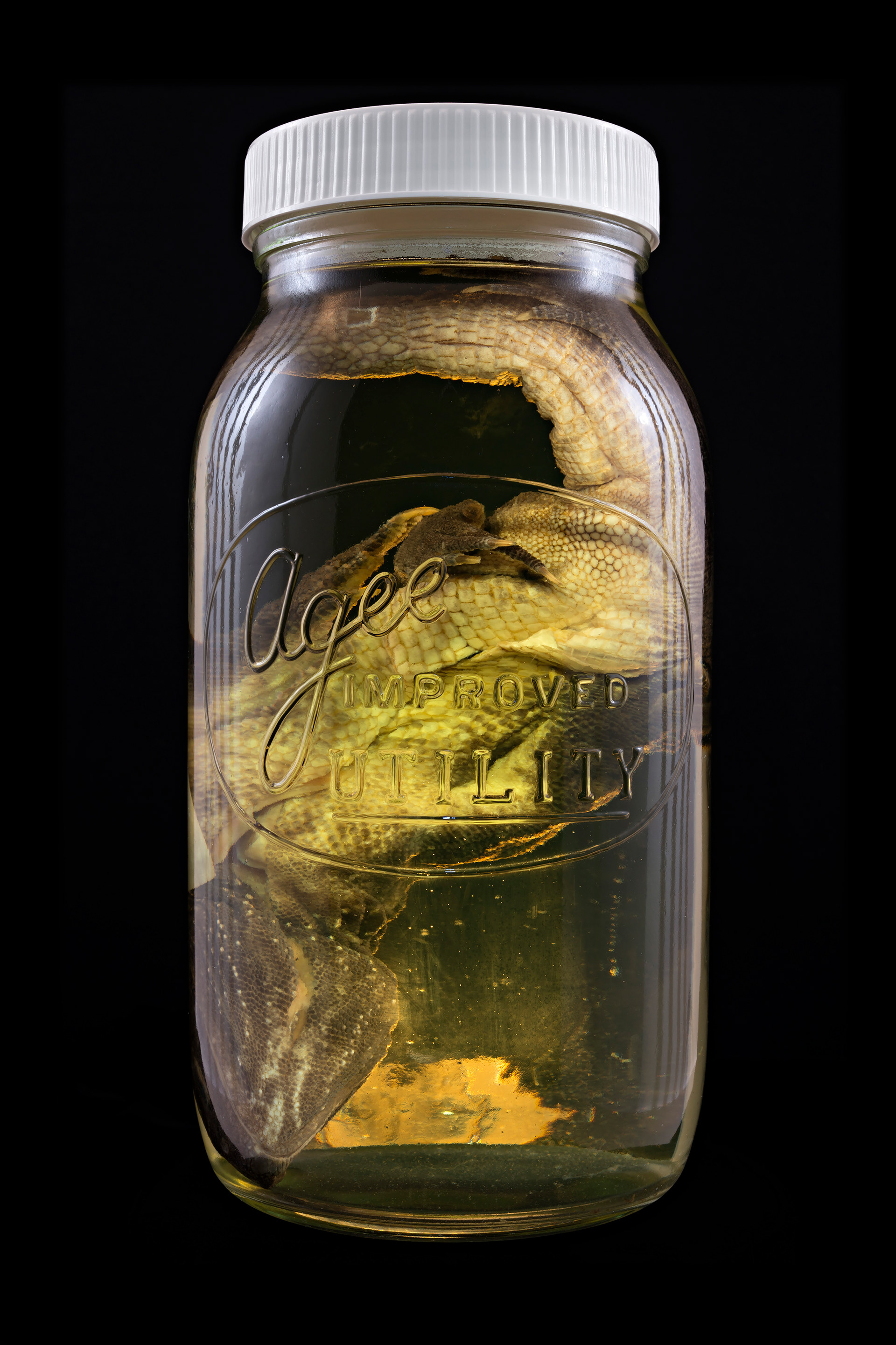 Sphenodon punctatus / Tuatara, Auckland Museum Tāmaki Paenga Hira #8, 2013
