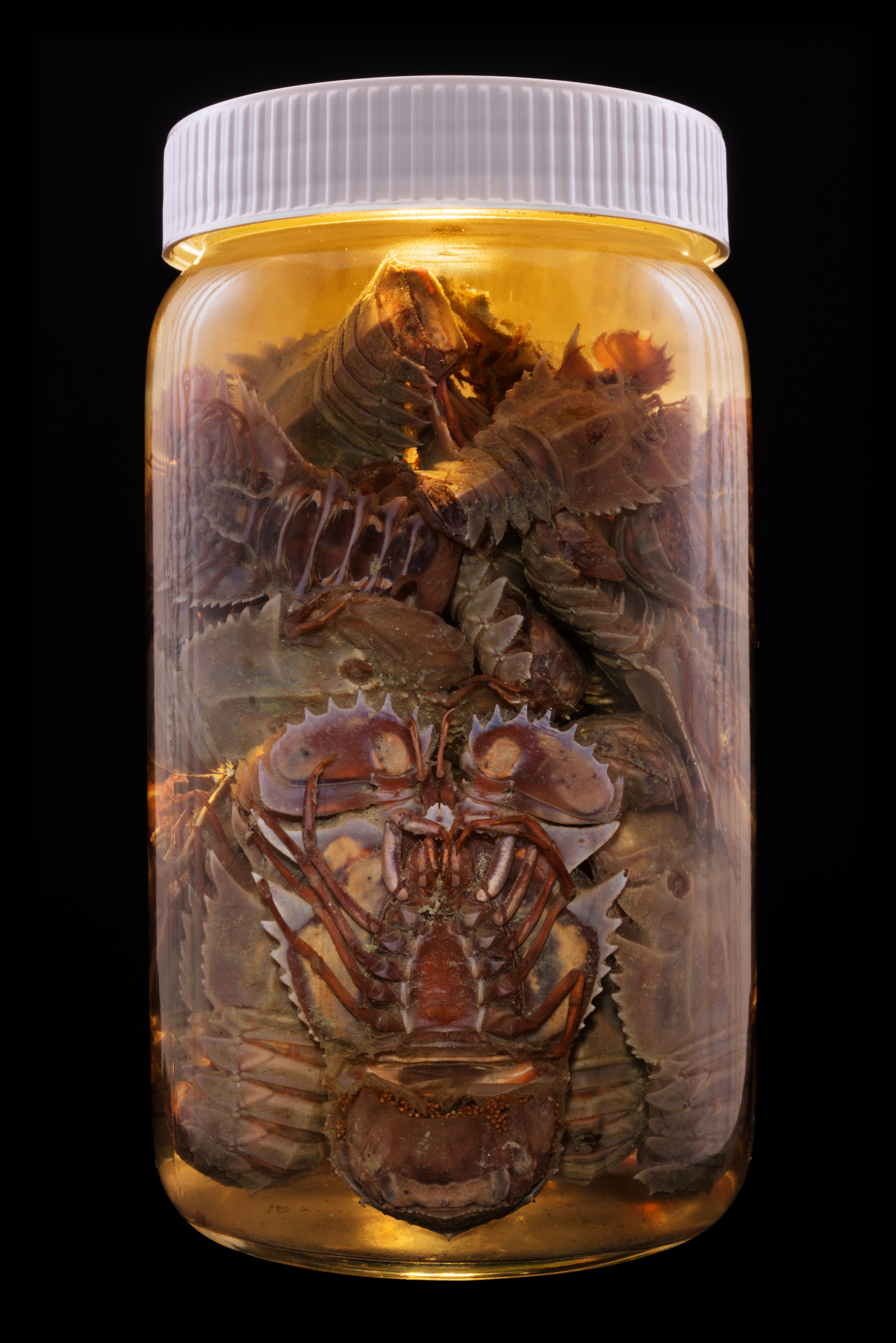 Ibacus alticrenatus, Auckland Museum Tāmaki Paenga Hira #2, 2013
