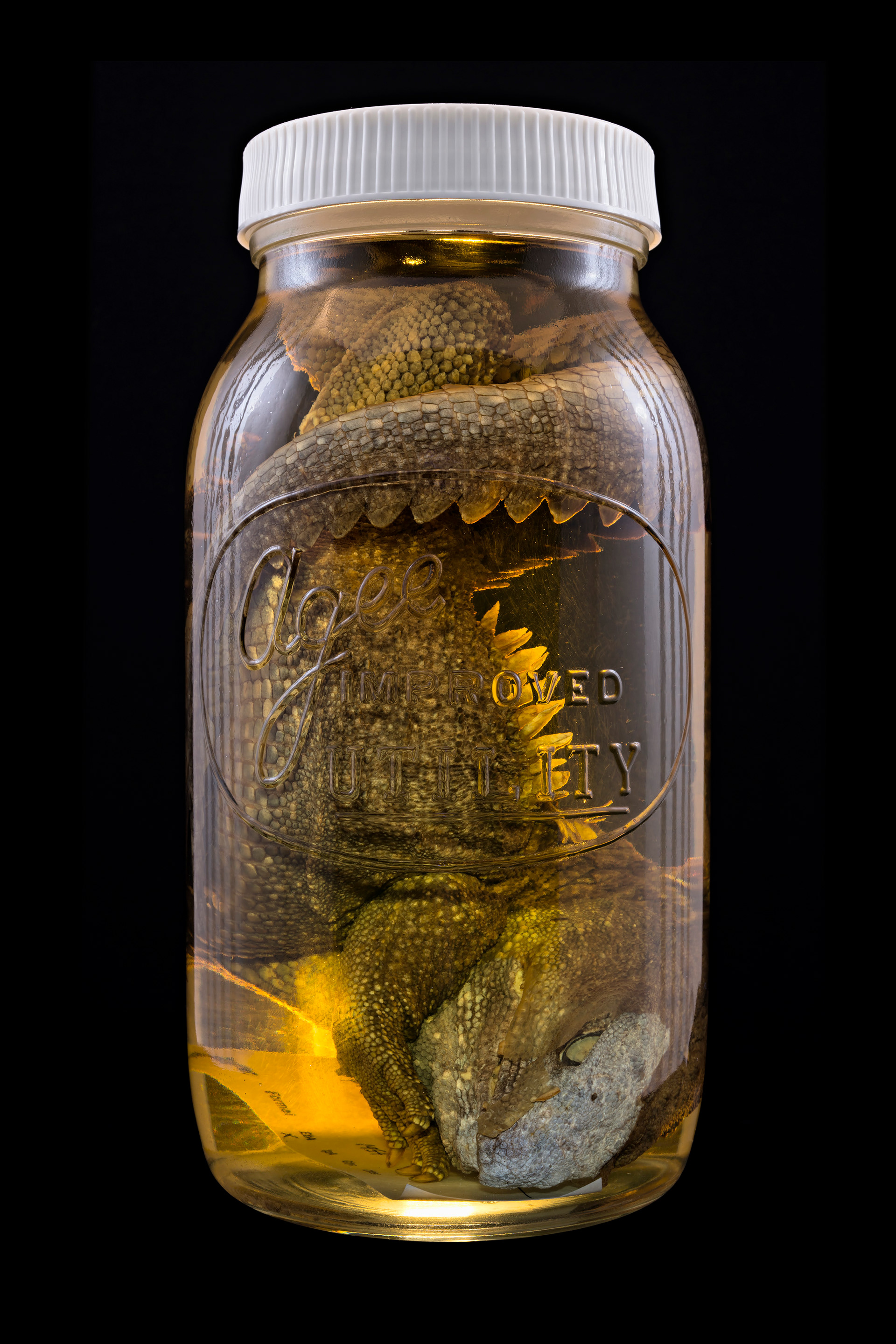 Sphenodon punctatus / Tuatara, Auckland Museum Tāmaki Paenga Hira #3, 2013