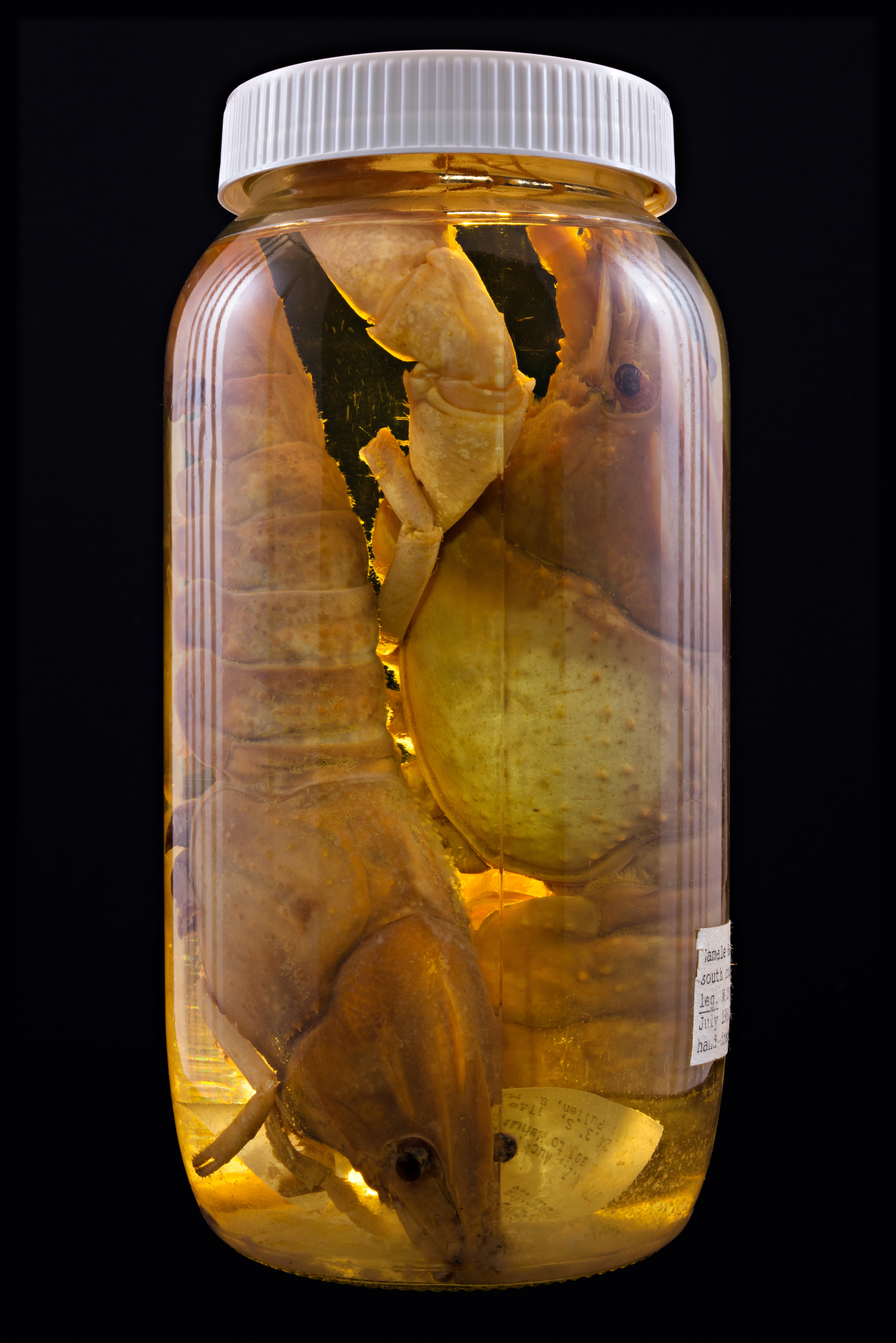 Cherax destructor, Auckland Museum Tāmaki Paenga Hira #1, 2013
