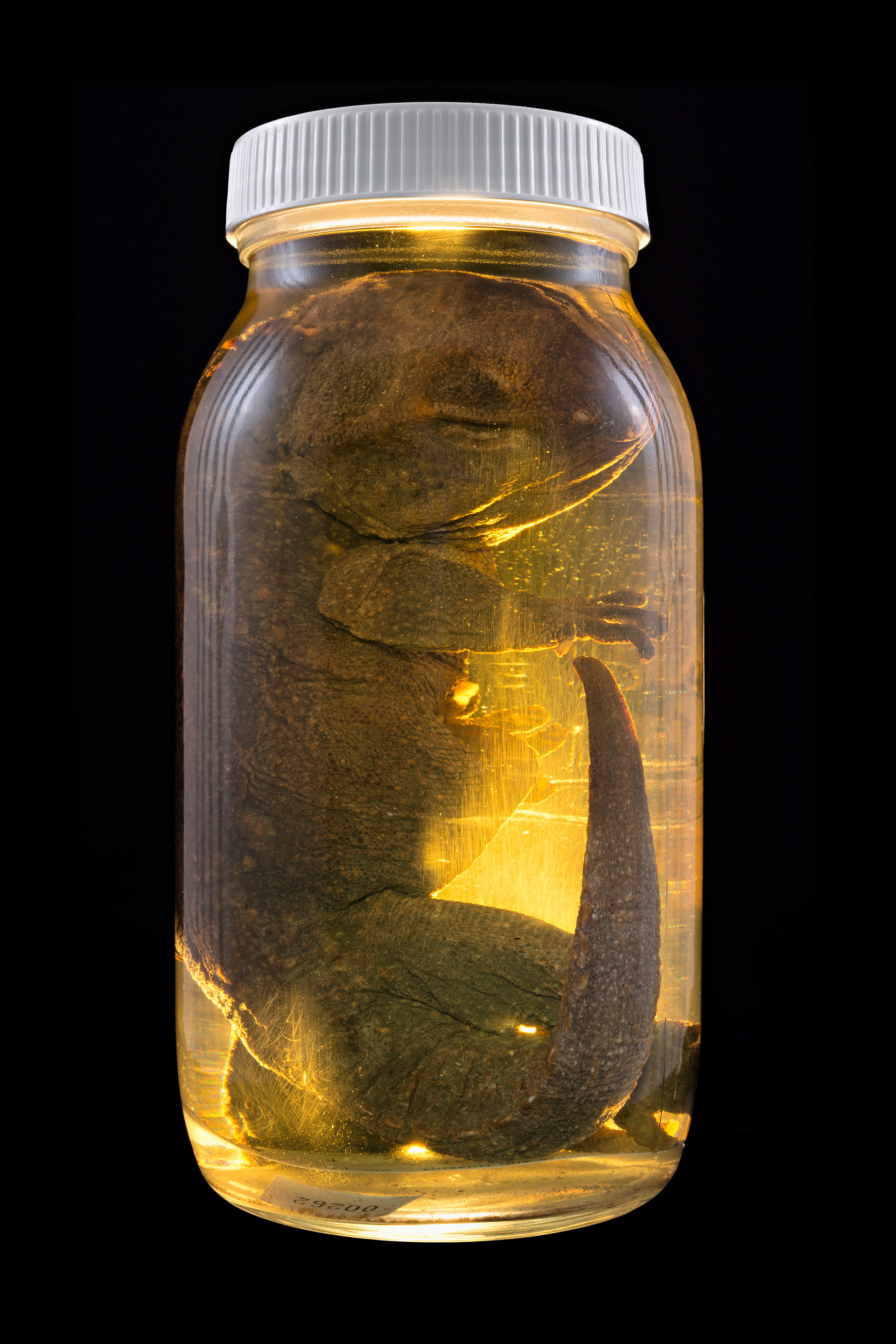 Sphenodon punctatus / Tuatara, Auckland Museum Tāmaki Paenga Hira #9, 2013