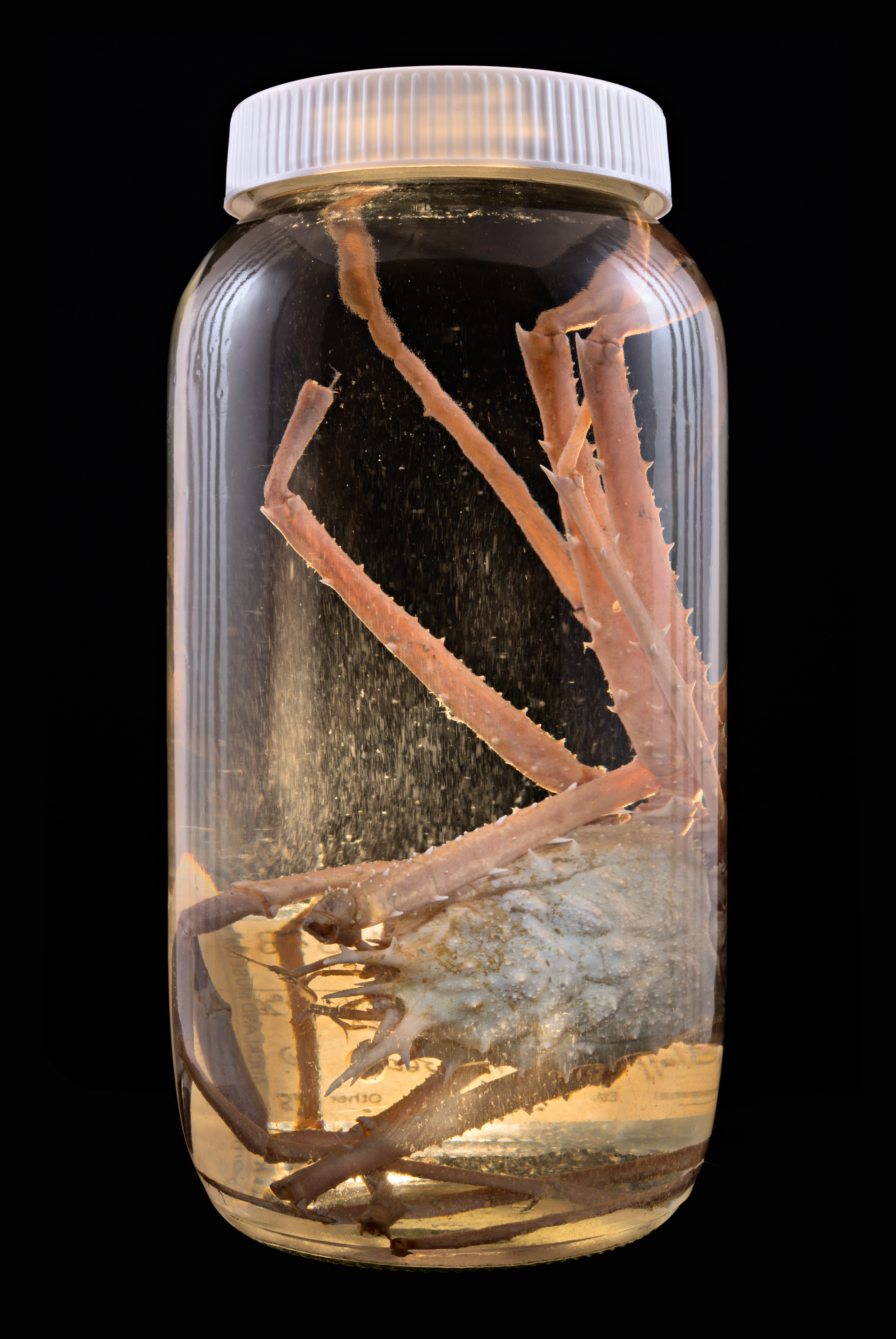 Dagnaudus petterdi, Auckland Museum Tāmaki Paenga Hira #1, 2013
