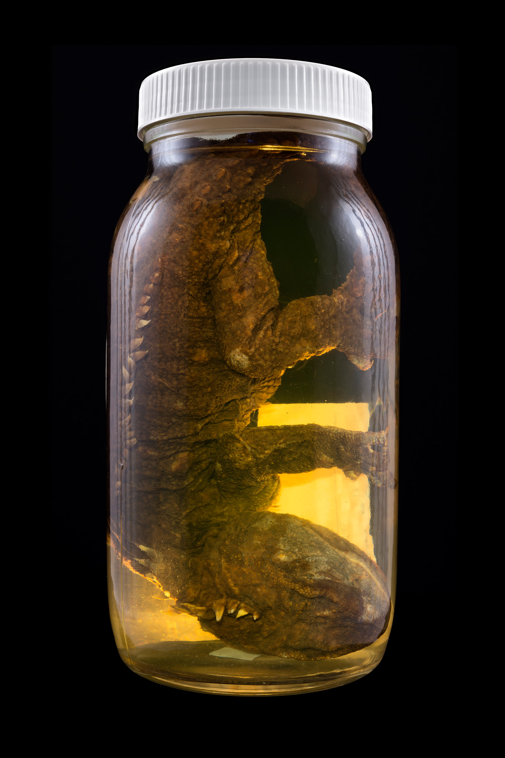 Sphenodon punctatus / Tuatara, Auckland Museum Tāmaki Paenga Hira #10, 2013