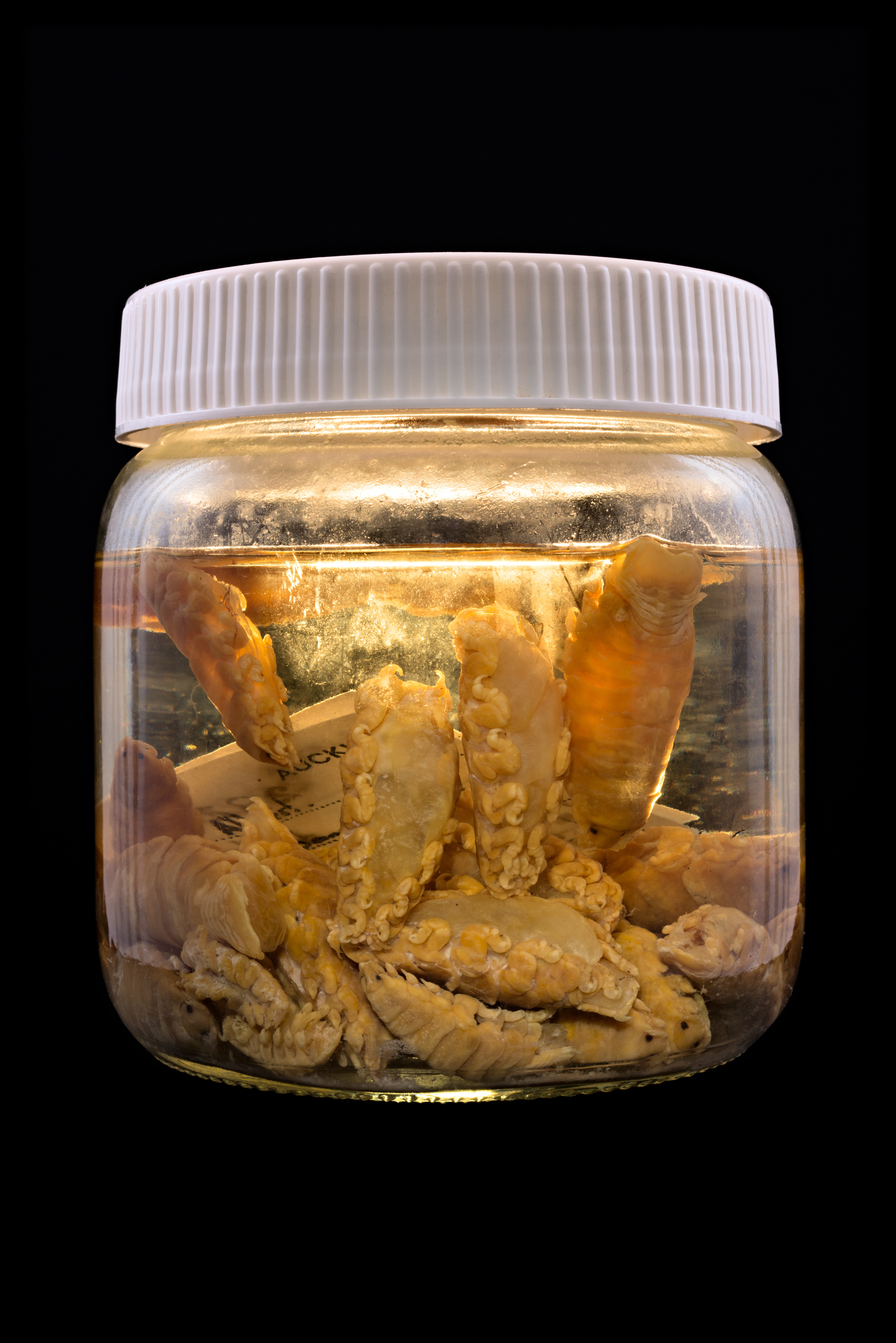 Codonophilus imbricatus, Auckland Museum Tāmaki Paenga Hira #1, 2013