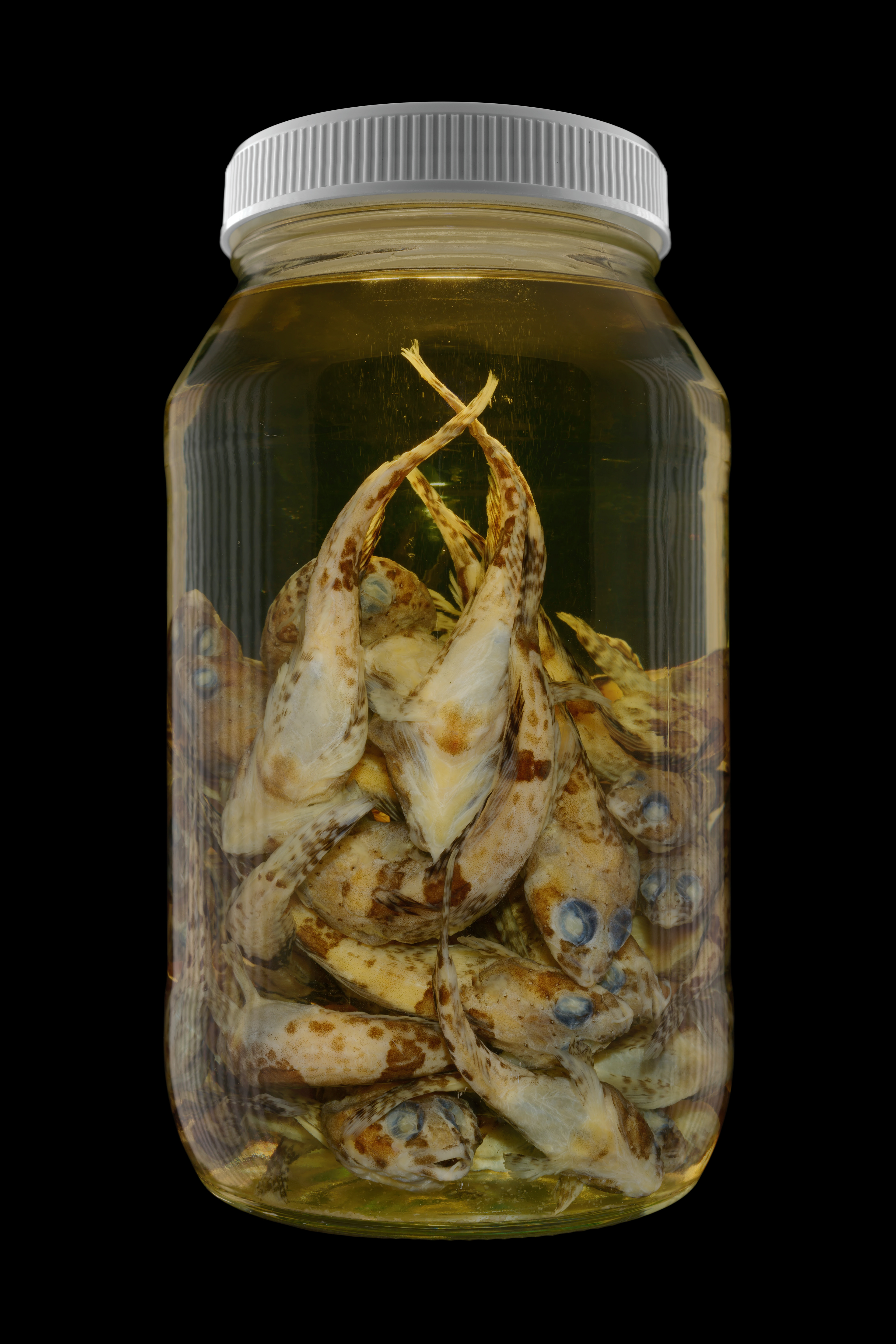 Artedidraco orianae, Museum of New Zealand Te Papa Tongarewa #1, 2016