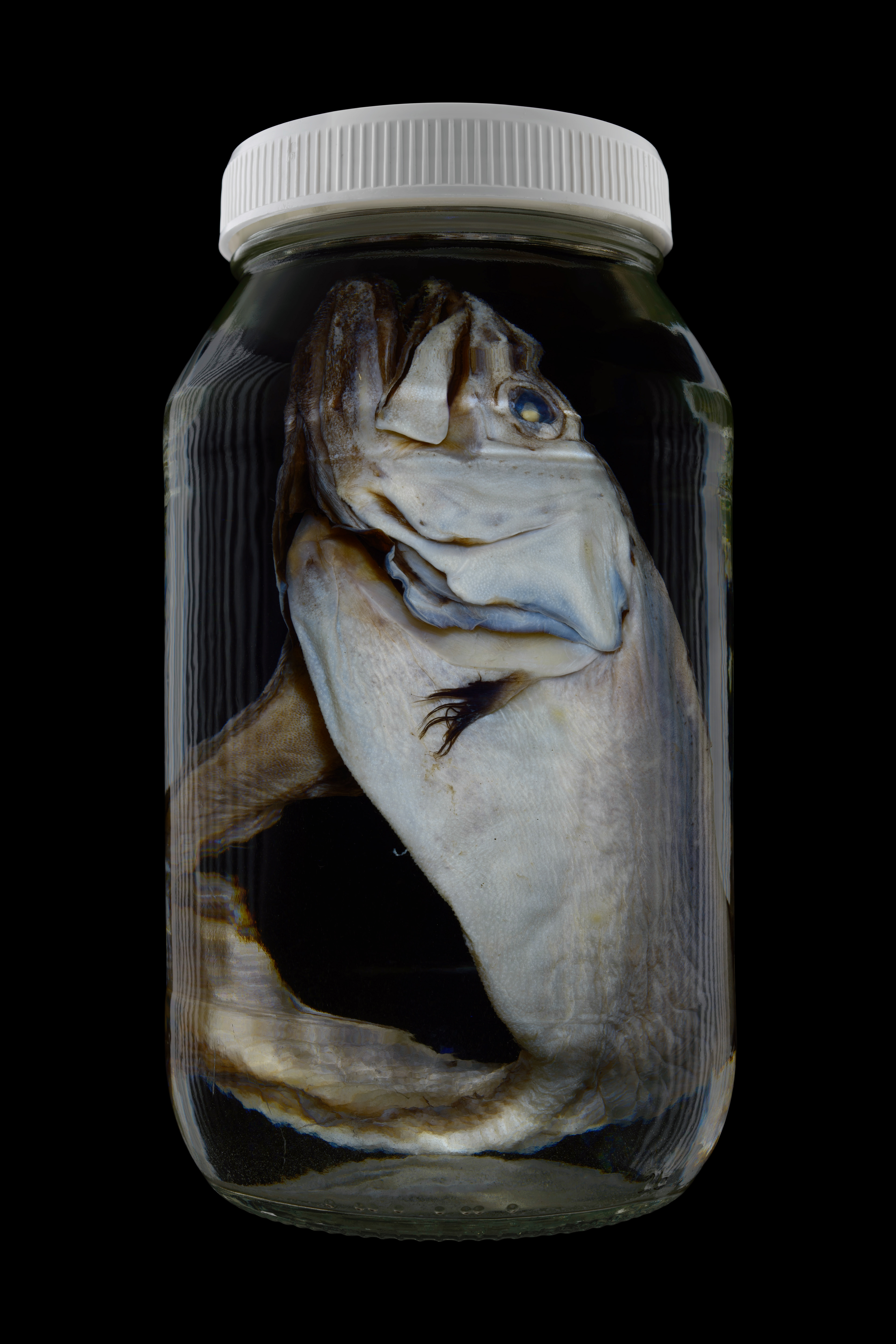 Brotulotaenia nigra, Museum of New Zealand Te Papa Tongarewa #1, 2016