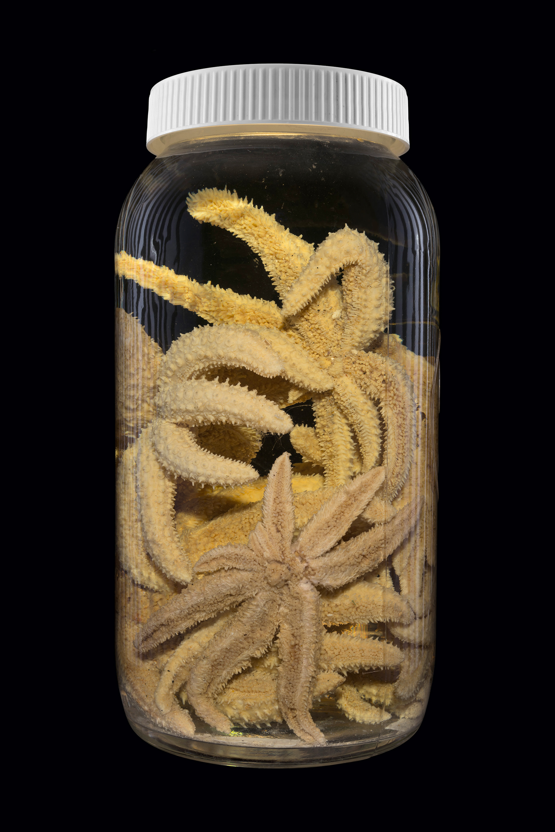 Coscinasterias muricata / Pātangaroa, Otago Museum, Ōtepoti / Dunedin, New Zealand #2, 2014