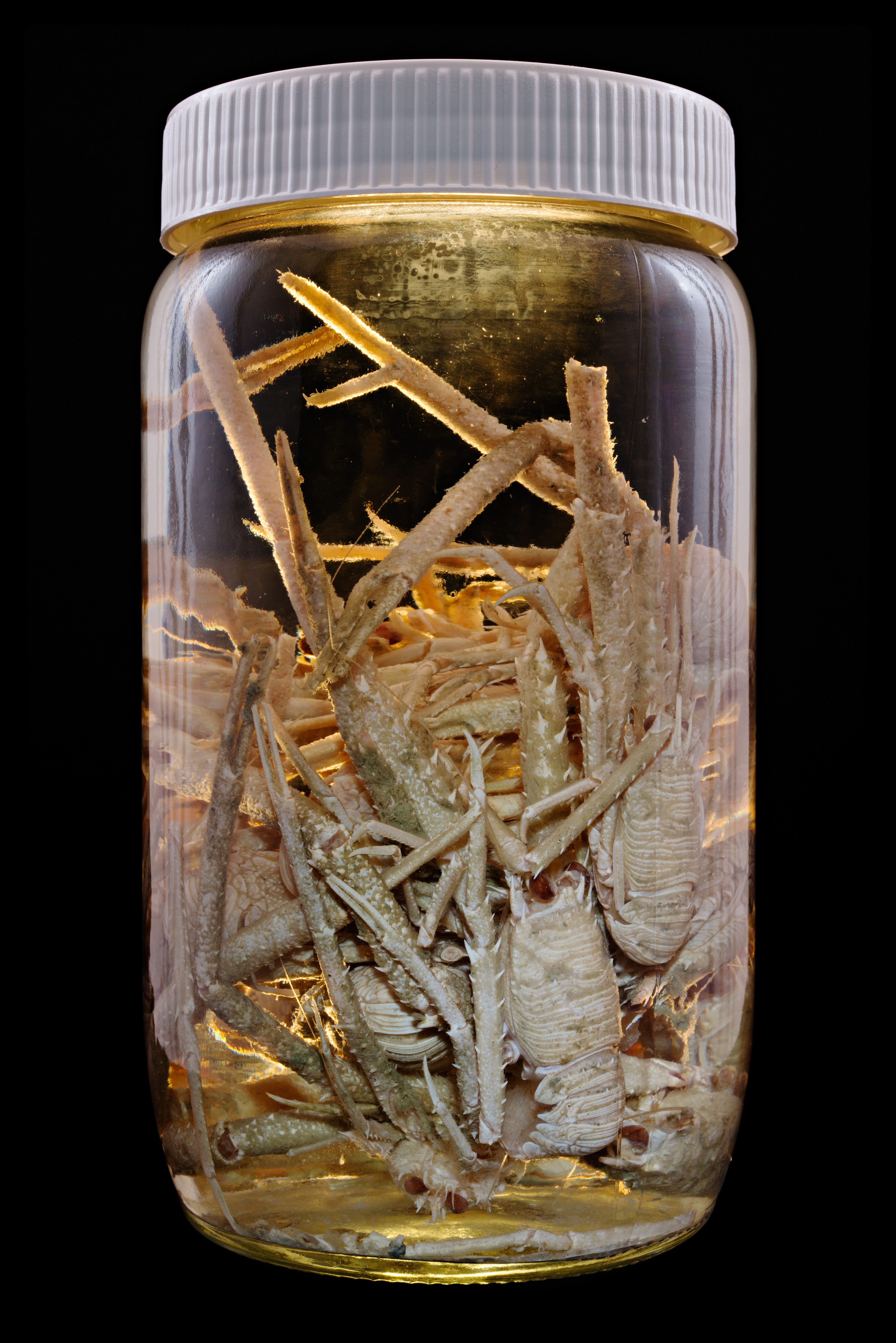 Munida gracilis, Auckland Museum Tāmaki Paenga Hira #1, 2013