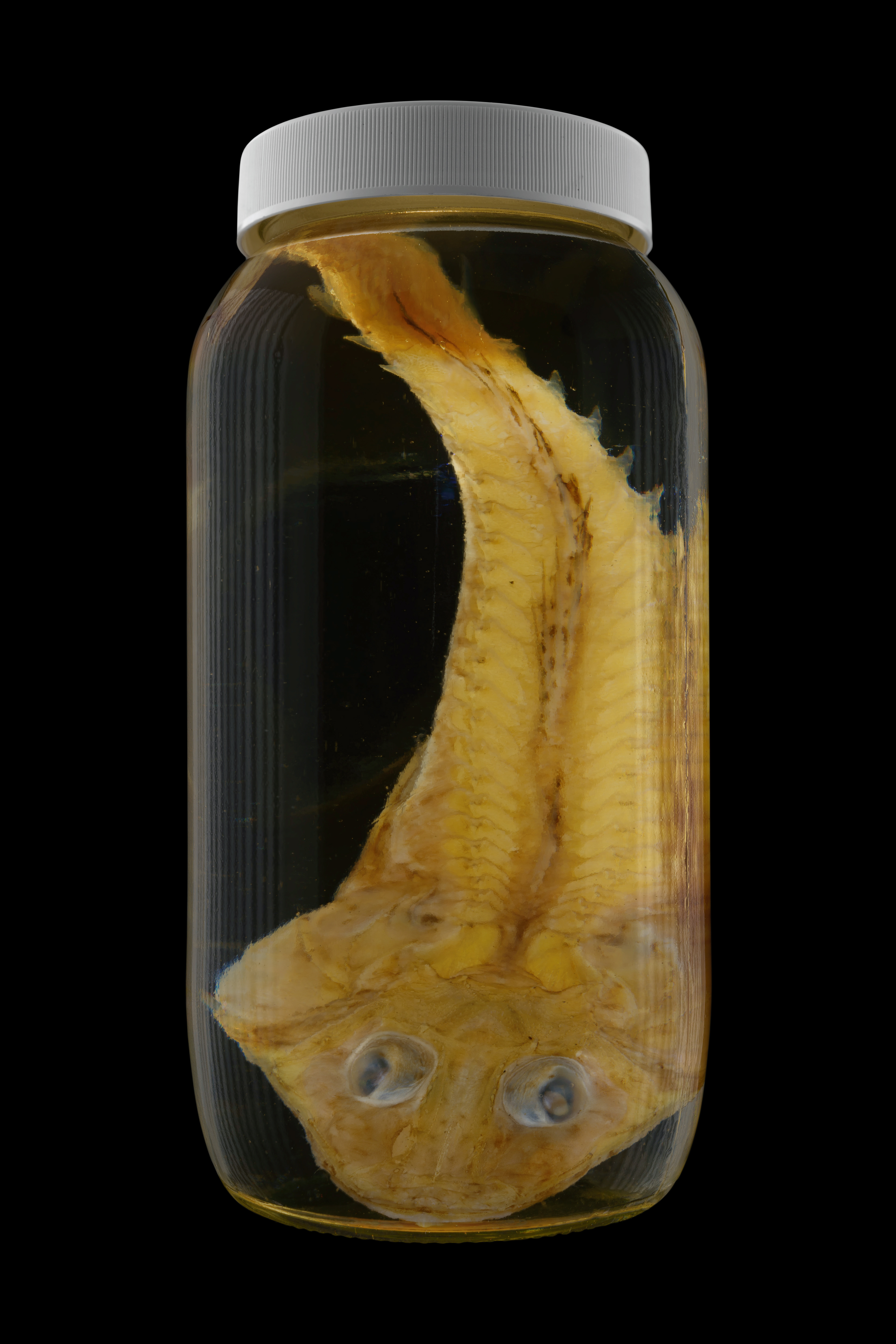 Hoplichthys cf. haswelli, Museum of New Zealand Te Papa Tongarewa #1, 2016