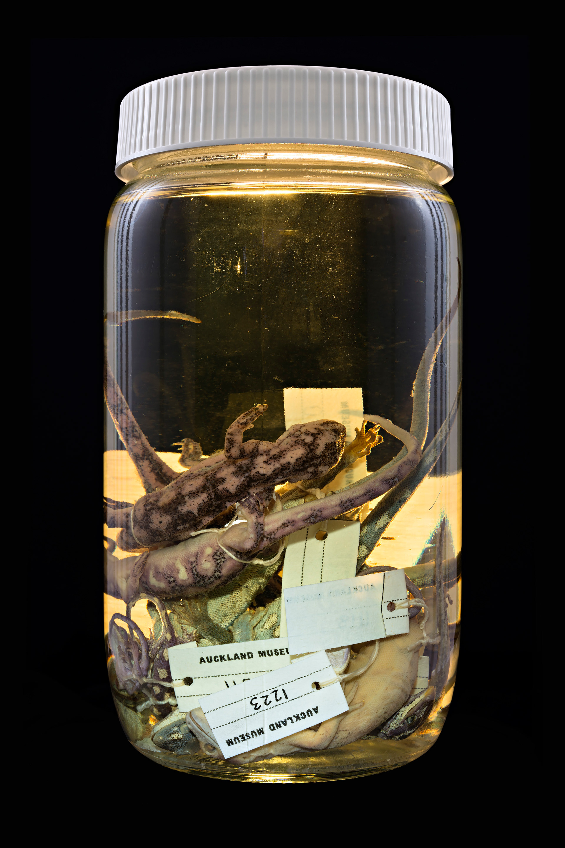 Naultinus gemmeus / Mokomoko, Auckland Museum Tāmaki Paenga Hira #1, 2013