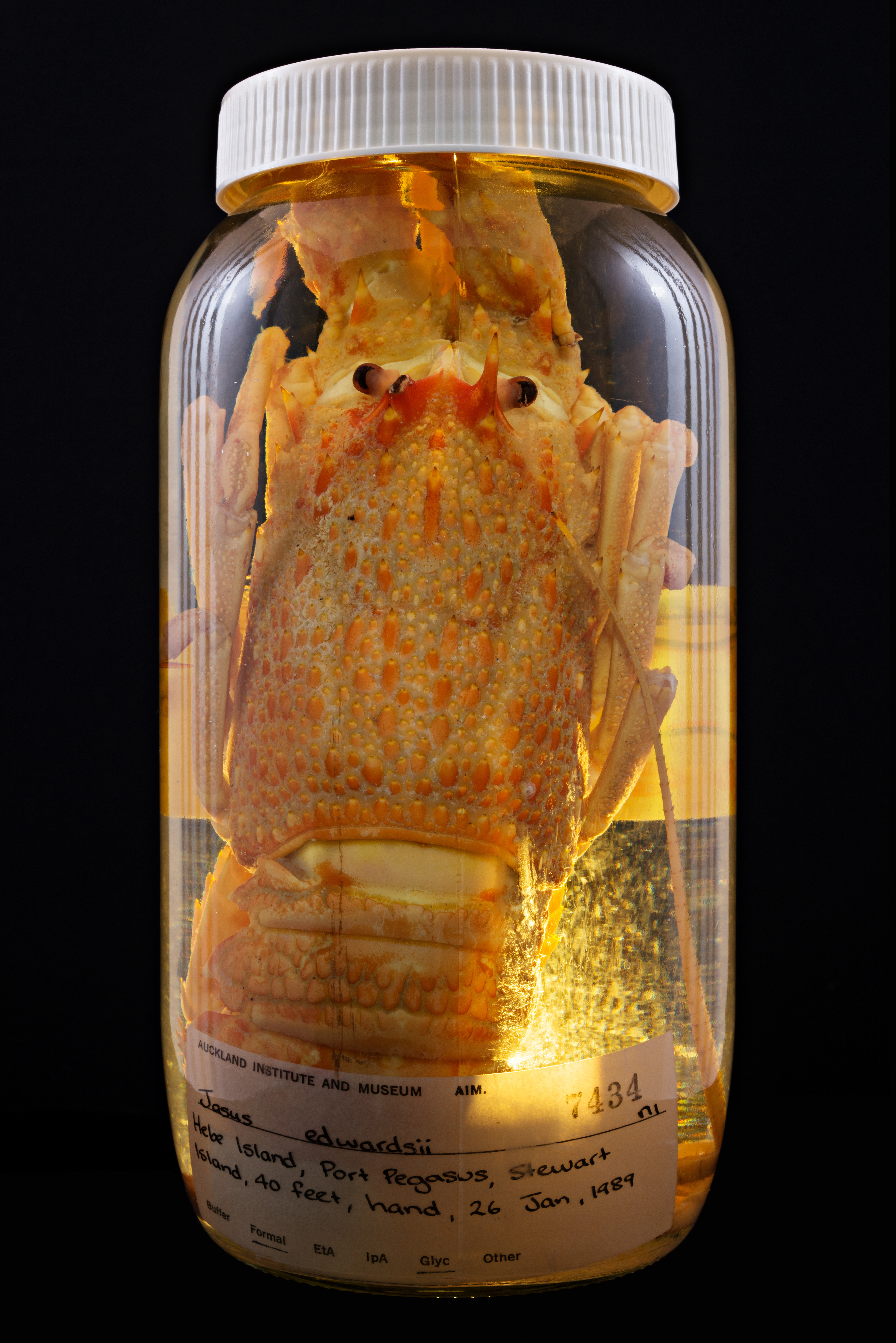 Jasus edwardsii, Auckland Museum Tāmaki Paenga Hira #1, 2013